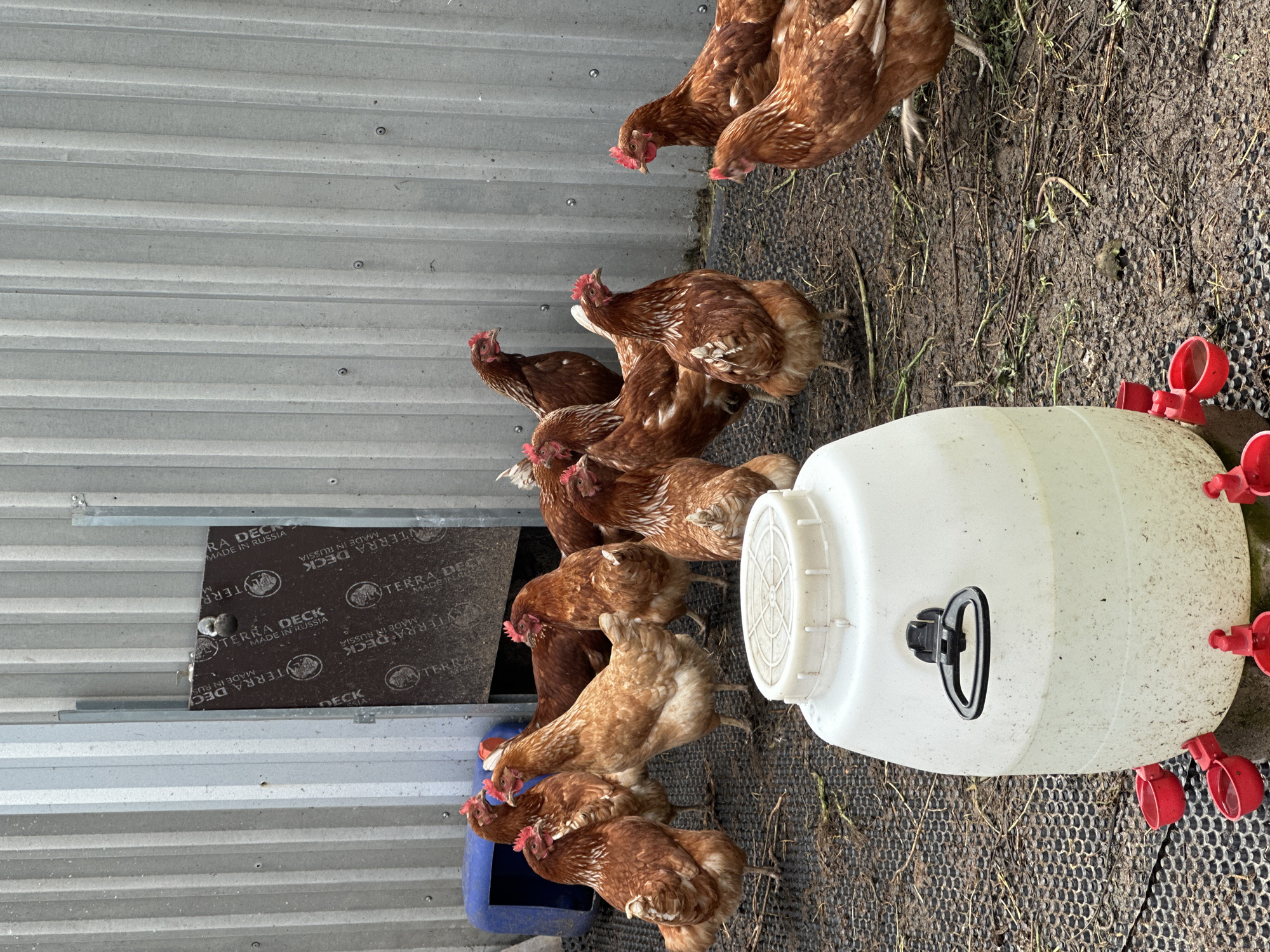 In Yessentuki, Russia, a flock of brown chickens is gathered in an outdoor enclosure with a corrugated metal wall. In the foreground, a large white plastic water dispenser with red drinking cups is visible. Several chickens are drinking from the cups and pecking at the ground. Other chickens are standing or walking around the dispenser and near a blue plastic feeder in the background. The ground is covered with a black mat and has some mud and straw on it. A portion of a dark brown board with white text is attached to the metal wall.