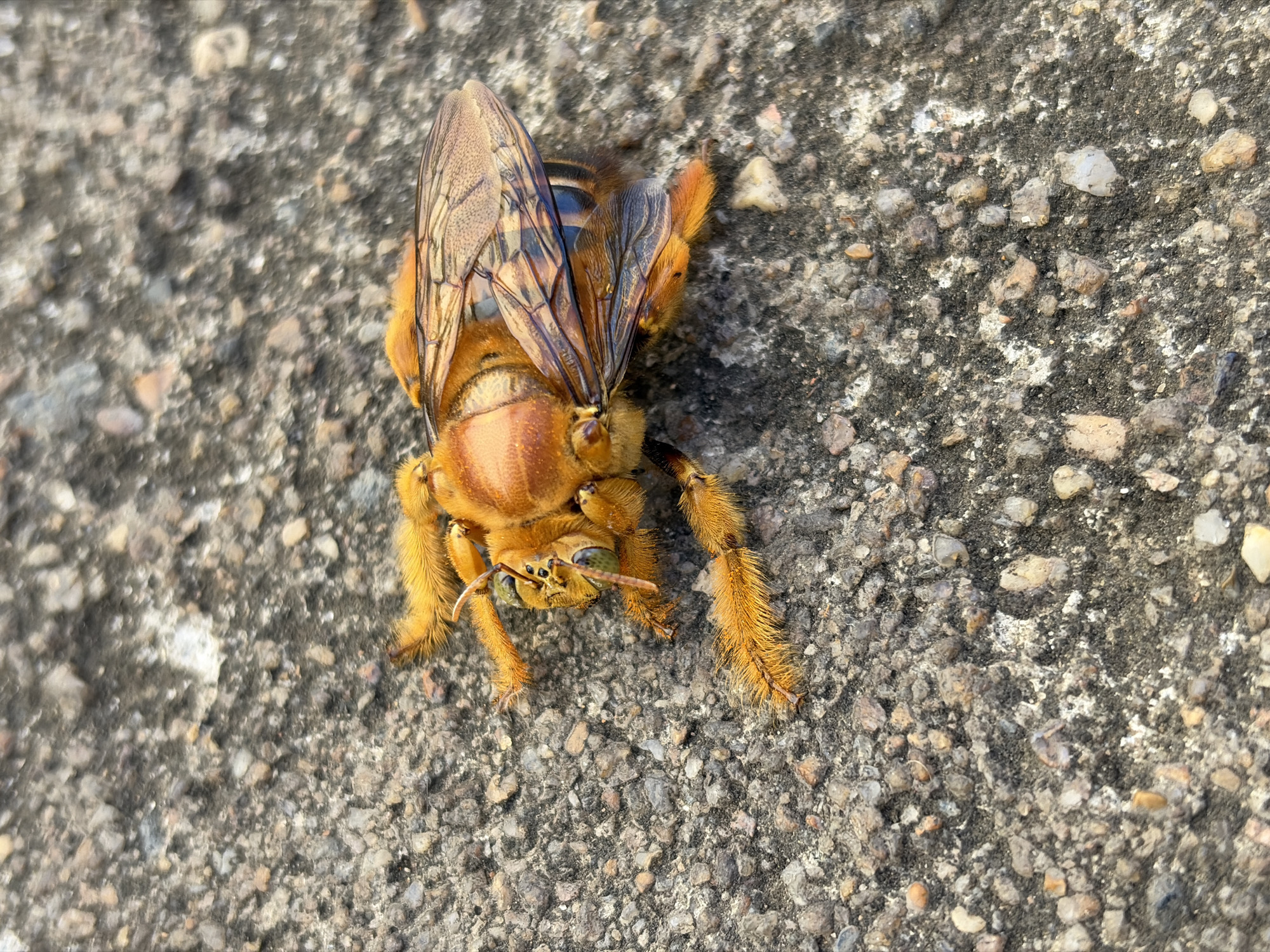 A close-up shot shows a large, orange-furred insect, possibly a bee, lying on a rough, textured concrete surface with small pebbles embedded in it. The insect is positioned in the center of the frame, with its head and legs facing downwards and its wings spread outwards. The insect exhibits a segmented body with varying shades of orange and brown fur. The wings show a distinct venation pattern. The concrete surface provides a neutral, grey-toned background that emphasizes the color and texture of the insect. The lighting appears to be natural and diffused. No people, other objects, actions, or interactions are visible in the image. The location of Ciudad Guayana, Venezuela is assumed based on the question context, but there are no explicit location indicators within the image.