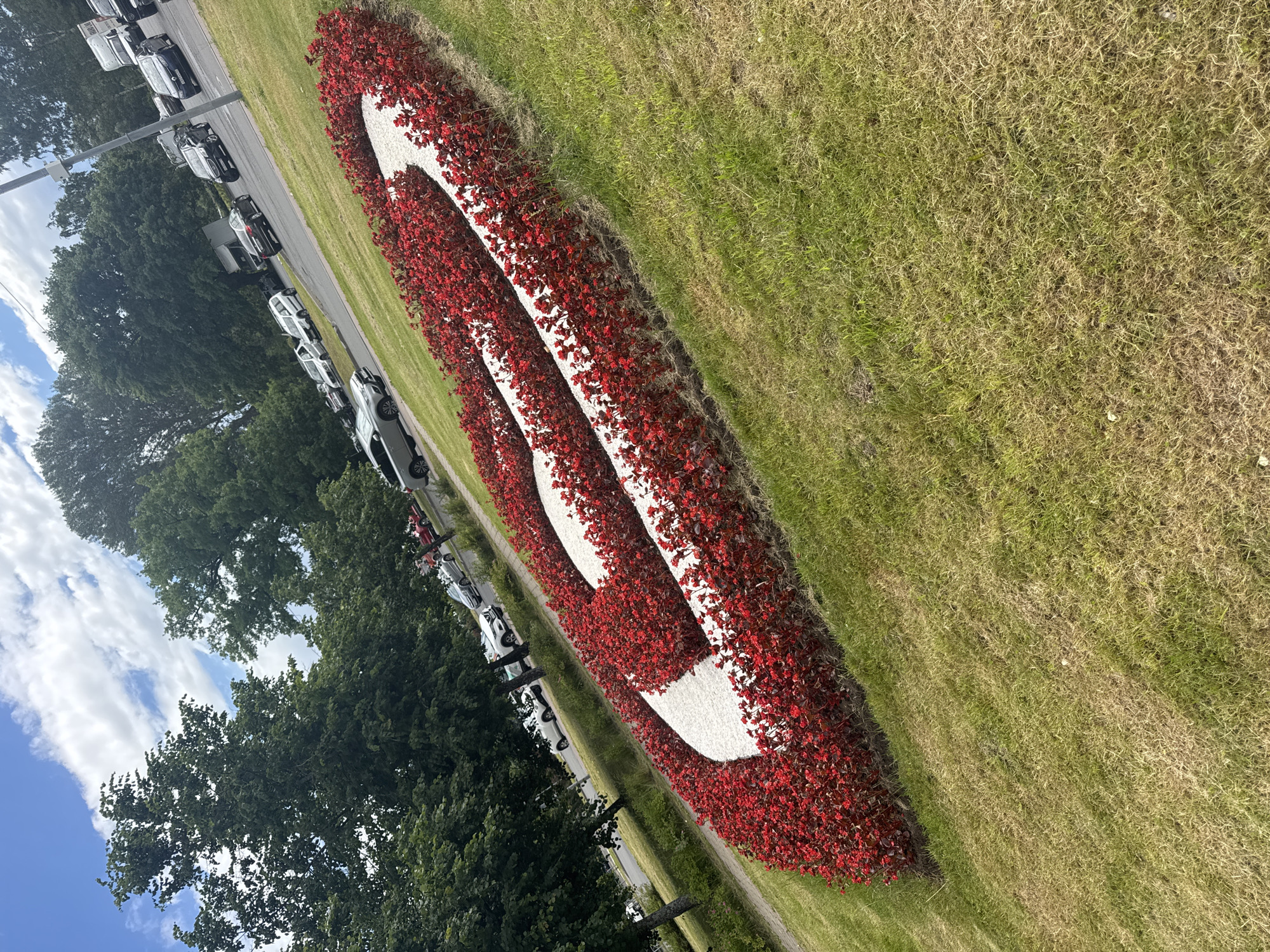 The image depicts a floral arrangement in the shape of a stylized "1" made with red flowers and white material, set against a backdrop of green grass. The arrangement is elongated and curves diagonally across the frame. To the left of the floral display, a road is visible, lined with parked cars. Beyond the road, lush green trees and a patch of blue sky with white clouds can be seen. The scene appears to be outdoors during the daytime, with bright lighting suggesting sunny weather. The presence of parked cars and the neatly maintained greenery implies an urban or suburban park setting. No people are clearly visible in the image. The orientation of the photo is portrait. The location is Sestroretsk, Russia. There is no visible text in the image.