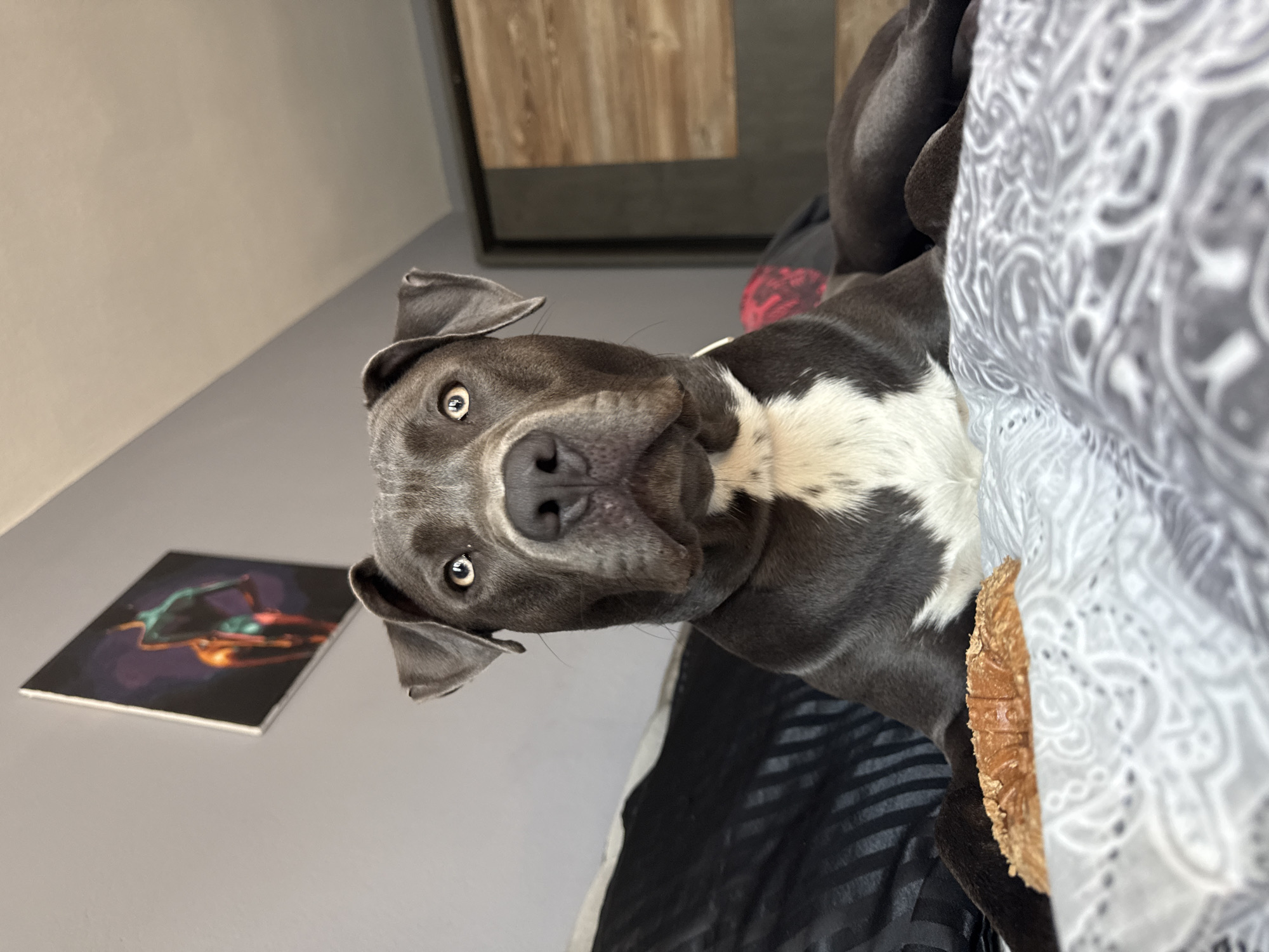 An adult, male, gray pit bull with a white chest and paws is lying on a bed. The dog is looking directly at the camera with a serious expression. A bone-shaped dog treat is in the foreground, near the dog's front paws. The bed has a gray and white patterned duvet. In the background, there is a gray wall with a framed picture hanging on it. To the right, a closet door with a wood grain finish is visible. This scene is set indoors, likely in a bedroom. There is no indication of the city of Varna, Bulgaria.