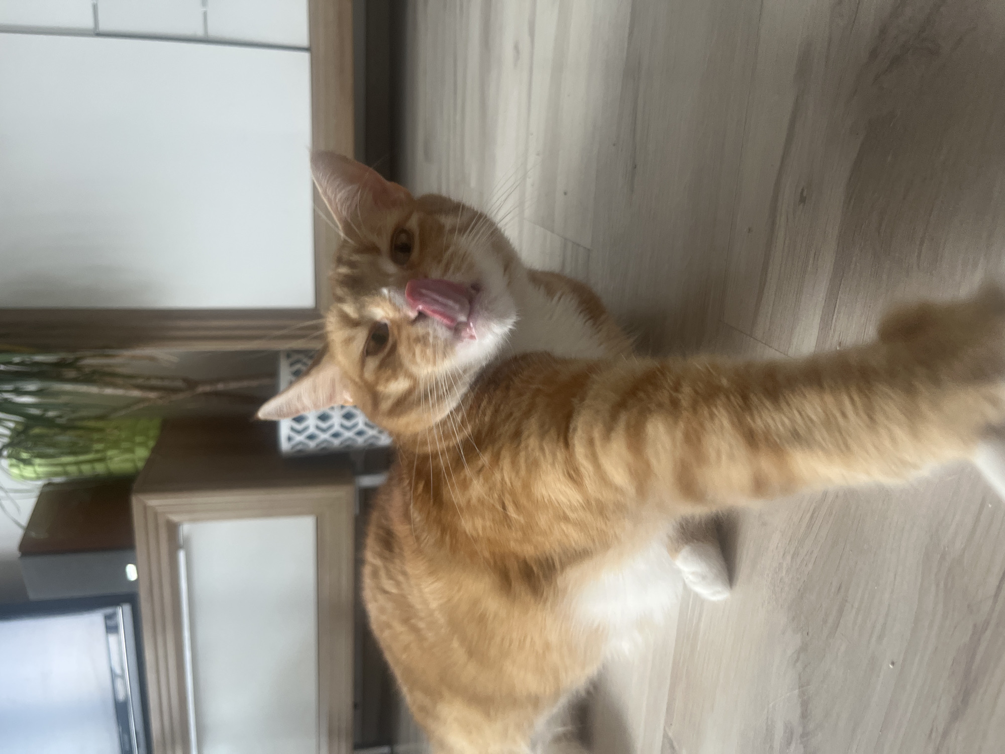 A ginger and white cat is lying on a light-colored wooden floor, with its head turned towards the camera and its pink tongue sticking out. The cat is in the foreground, and its body extends out of frame to the left. In the background, there is a television set on a cabinet, a potted plant with green leaves, and a white cabinet. The lighting suggests an indoor setting. There is no visible indication of the location being in Zabrze, Poland.