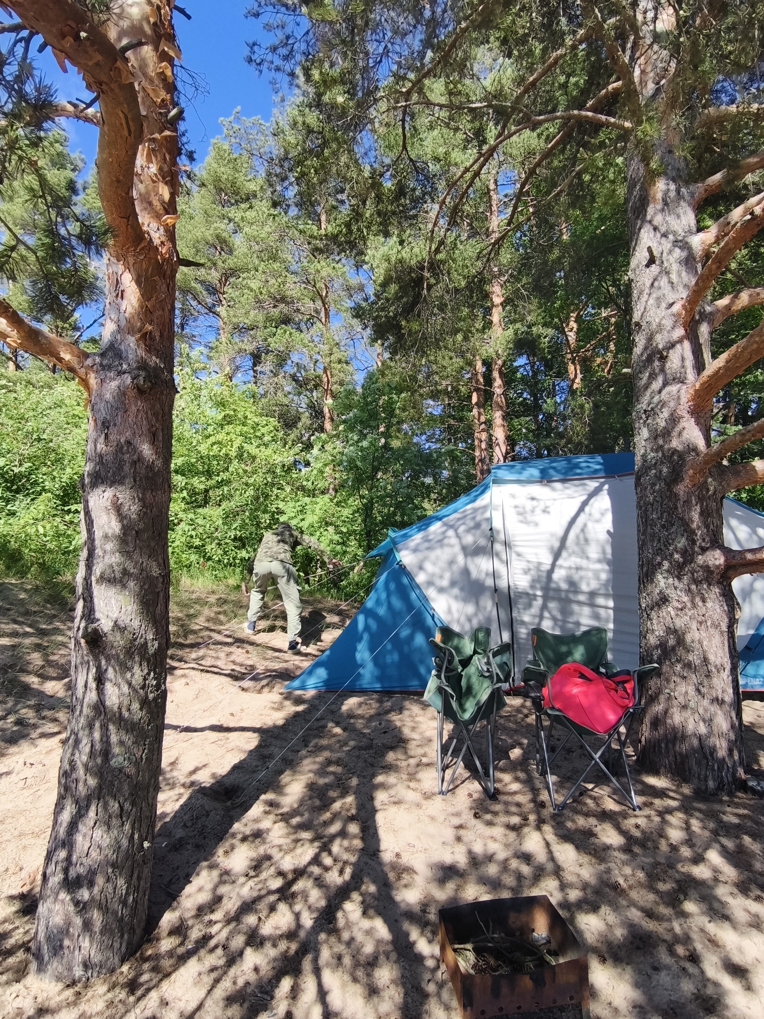 In a sun-dappled pine forest at Zelenaya Roshcha, Russia, a person in camouflage clothing is setting up a blue and white tent. They are standing near the entrance of the tent, seemingly adjusting a guy rope. Two camping chairs are positioned in front of the tent, one with a bright red bag placed on it. A small, rusty portable grill filled with wood and twigs sits on the sandy ground in the foreground, hinting at a campfire. The scene is set during the daytime, under a clear blue sky, with the warm sunlight casting distinct shadows of the pine trees on the ground. The lush green foliage of the surrounding trees and bushes indicates a pleasant, warm-weather day. The overall atmosphere is one of outdoor recreation and leisure. No visible text is present in the image.
