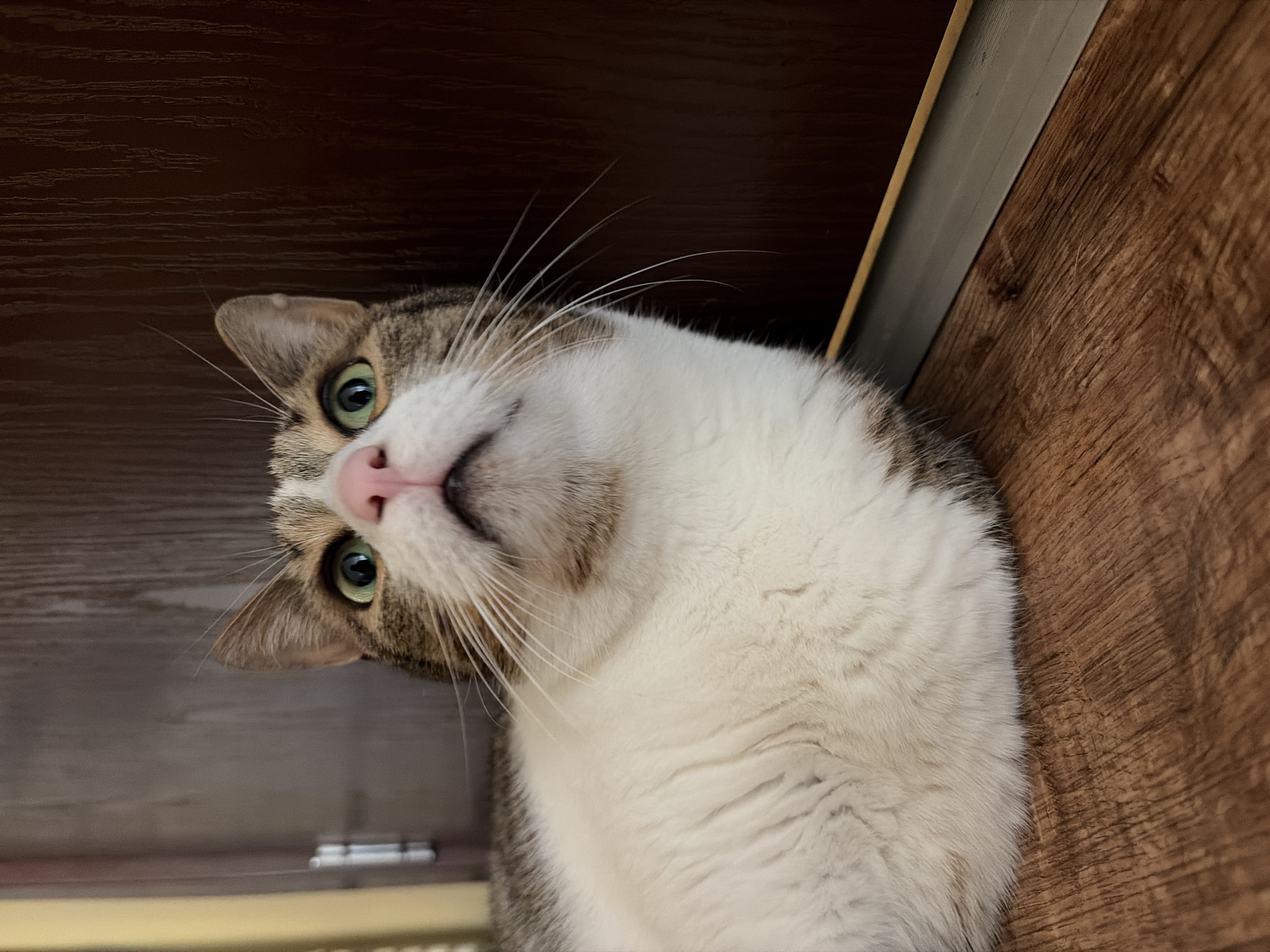 A close-up, eye-level shot shows a tabby cat with green eyes looking up. The cat has white fur on its chest and face, with brown and gray tabby markings on its head and back. Its pink nose is prominent, and its whiskers are long and white. The cat is lying down on a wooden floor in front of a dark brown door. The background is out of focus, with hints of a yellow object on the left side. The scene is indoors, in an unknown location.