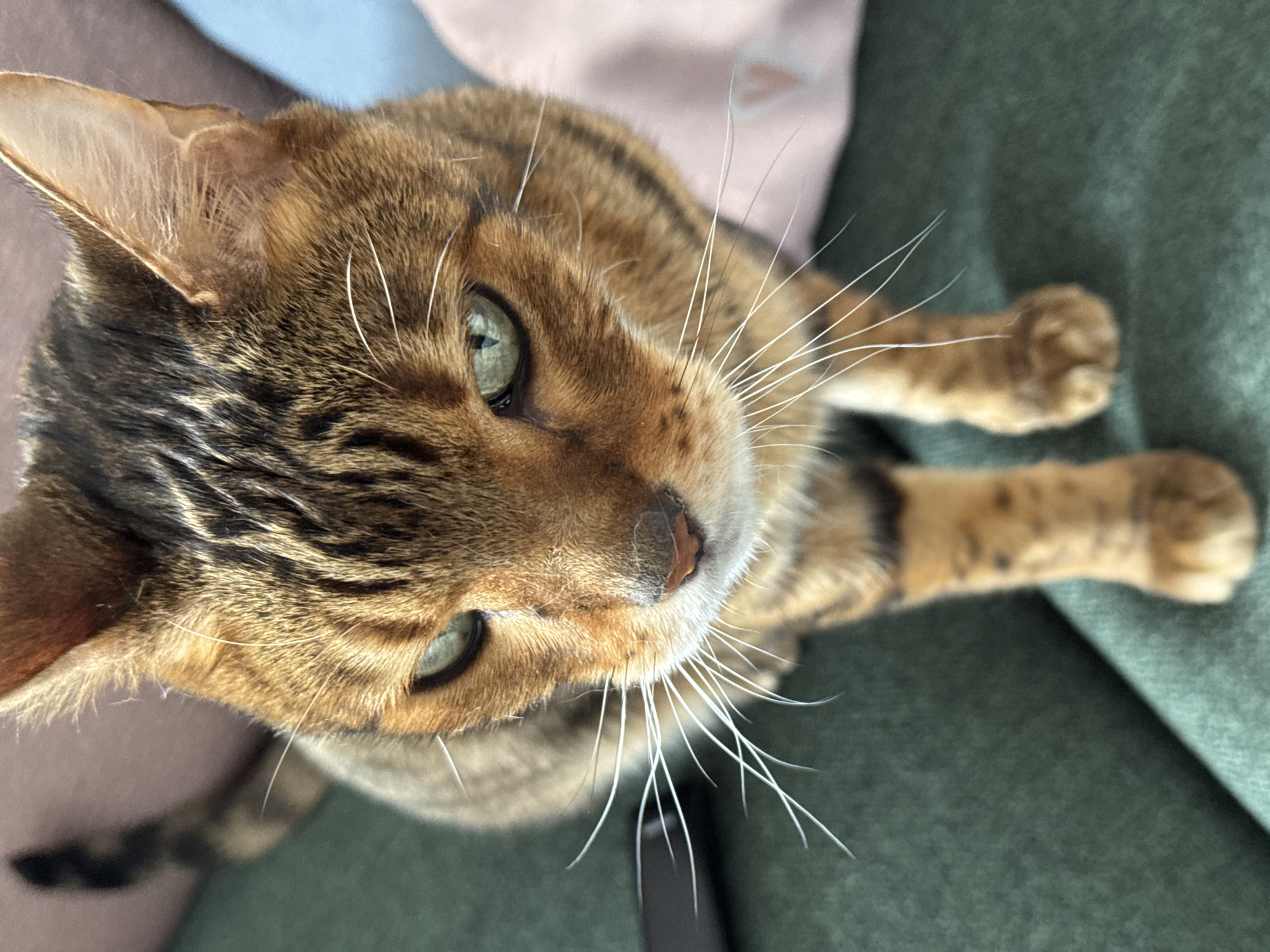 A high-angle, close-up shot shows a brown tabby cat with green eyes. The cat is positioned on a green, textured surface, possibly fabric. A pink and blue surface is visible in the upper left background. The cat has prominent white whiskers. The cat's paws are visible at the top right of the image. The cat's nose is pink with some brown pigment. The location is Unknown, Unknown.