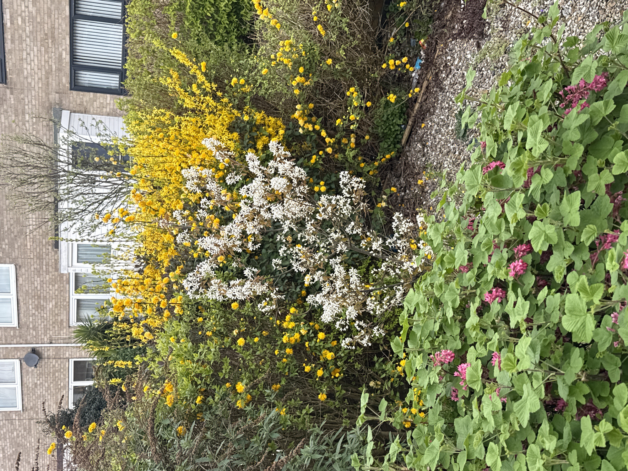 The image shows a garden in Great Yarmouth, United Kingdom. In the foreground is a dense patch of green foliage with some pink flowering plants. Adjacent to this is a bush with white flowers, next to another bush of yellow flowers. A building with windows is in the background, and a gravel path is visible along the right edge.