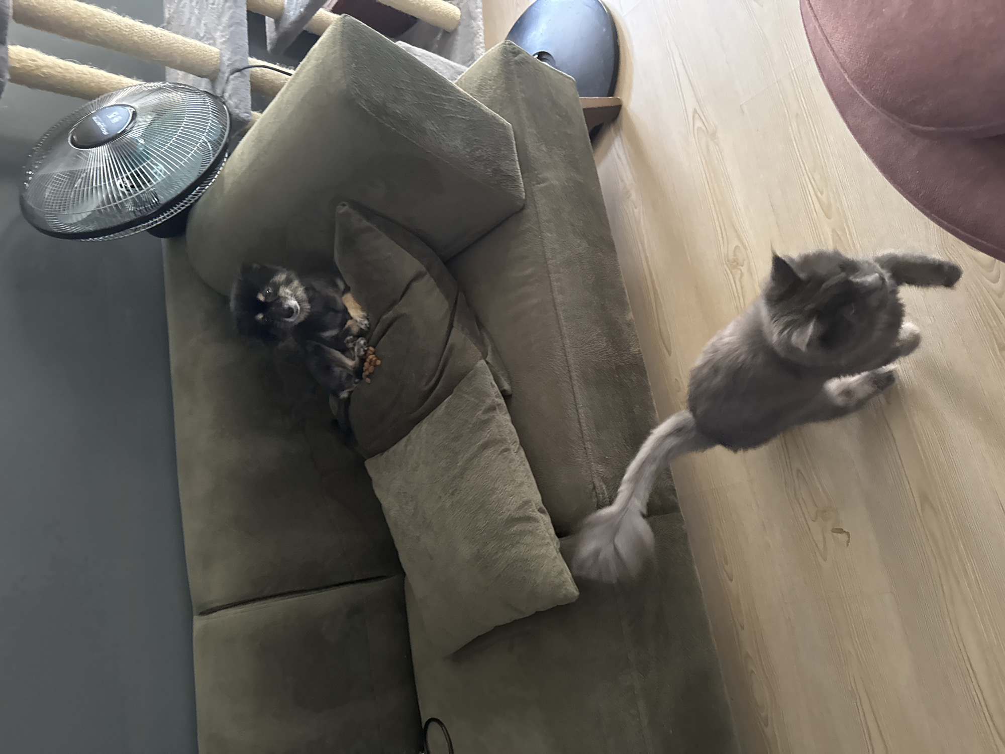 In a dimly lit living room in Gölbaşı, Turkey, a plush, olive-green sectional sofa dominates the scene. The sofa is home to a small, dark-colored dog, possibly a Pomeranian, lying down and looking towards the viewer. The dog is resting near a pillow and appears to be eating, with small kibble pieces scattered around its paws. To the left of the dog, a silver oscillating fan is positioned on a scratch post, suggesting a cozy, pet-friendly environment.
In the foreground, a fluffy, grey cat is captured in motion, its body slightly blurred, indicating movement. The cat's tail is raised and bushy, and its gaze is directed upwards and away from the camera, possibly at something out of frame. The cat appears to be in the process of jumping or playing.
The room's flooring is light-colored wood, with visible grain patterns. In the background, parts of a cat tree and a large, dark circular object, possibly a fan or part of an air purifier, are visible. A glimpse of a rounded, plush purple object, perhaps a pouf or another piece of furniture, can be seen in the upper right corner. The overall lighting suggests it might be daytime, but the interior setting and dim illumination create a relaxed, indoor atmosphere. There is no visible text in the image.