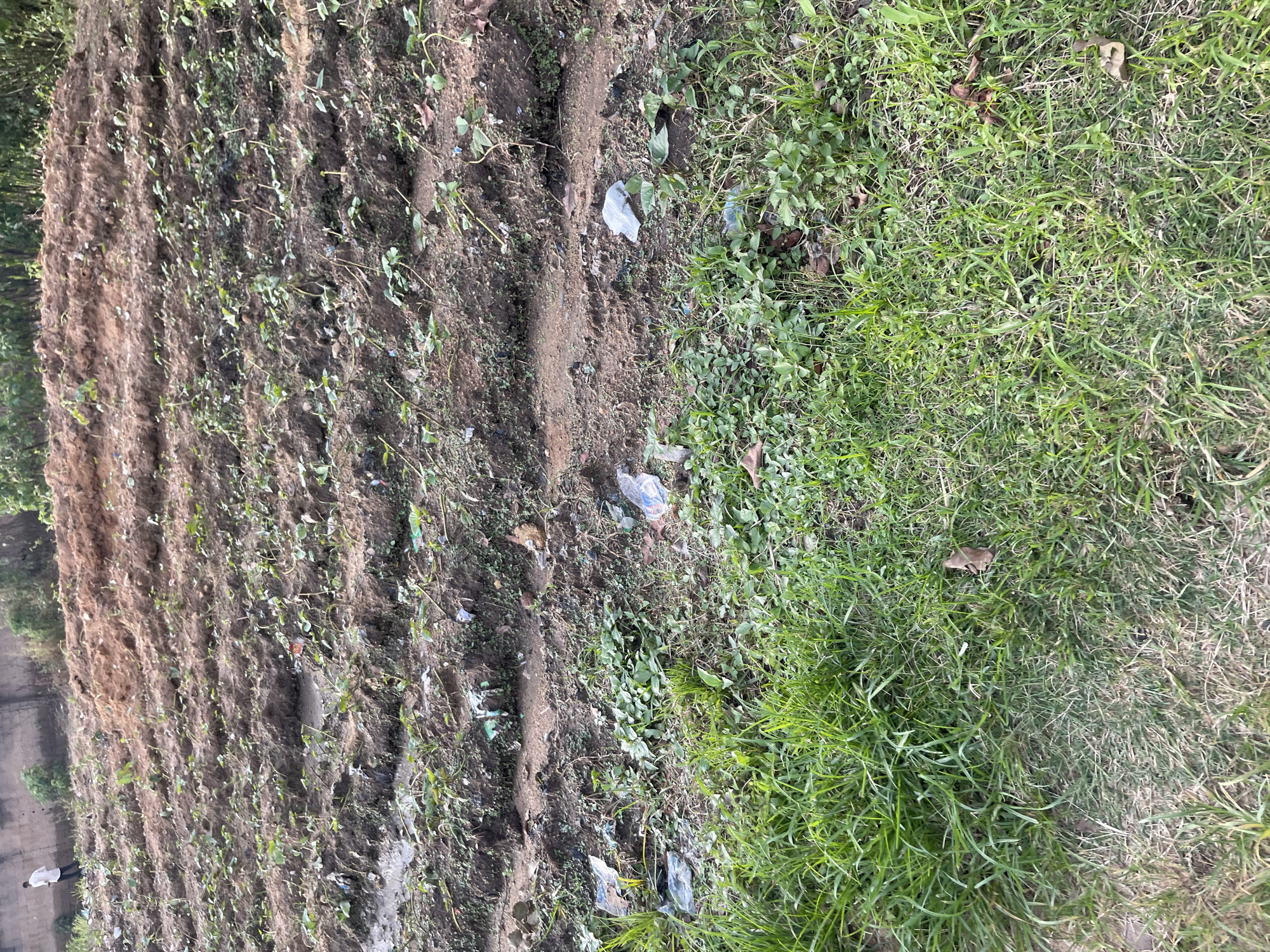 A person in a white shirt is visible in the upper left corner of the image, standing on a dirt path near a wall. The majority of the image depicts a tilled field with rows of young plants. The field appears to be partially flooded in some areas, with muddy patches and standing water. Litter, including plastic bags and debris, is scattered throughout the field. The ground is a mixture of brown soil and green vegetation. The scene is likely an agricultural area or undeveloped land within the city of Rafin Par, Nigeria, exhibiting signs of both cultivation and neglect due to the presence of trash and standing water.
