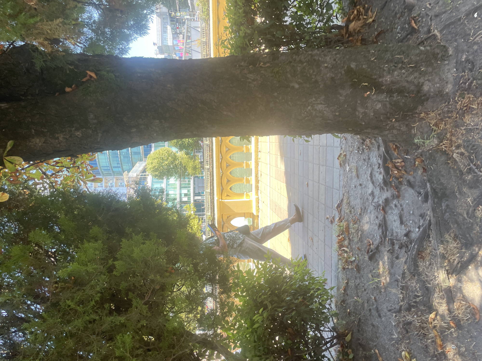 A person walks along a paved path next to a body of water in Sochi, Russia, illuminated by sunlight filtering through trees. The person, wearing patterned clothing and trousers, holds a tablet device and carries a shoulder bag. They are walking from left to right, facing away from the viewer. In the background, a yellow railing with arched decorative elements lines the water's edge, and modern buildings with glass facades rise behind it. The foreground is dominated by the rough bark of a large tree trunk and surrounding ground with exposed roots and fallen leaves. Lush green bushes and trees partially obscure the view of the path and background elements. The overall scene suggests a tranquil urban setting with natural elements integrated.