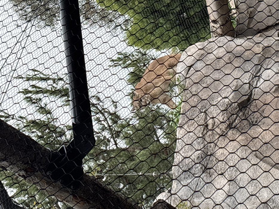 A tan mountain lion stands on a gray rock formation, its body partially visible through a black chain-link fence. A thick black pole is to the left. Green trees can be seen in the background. The netting obscures a clear view of the lion and its surroundings. The sky appears overcast.