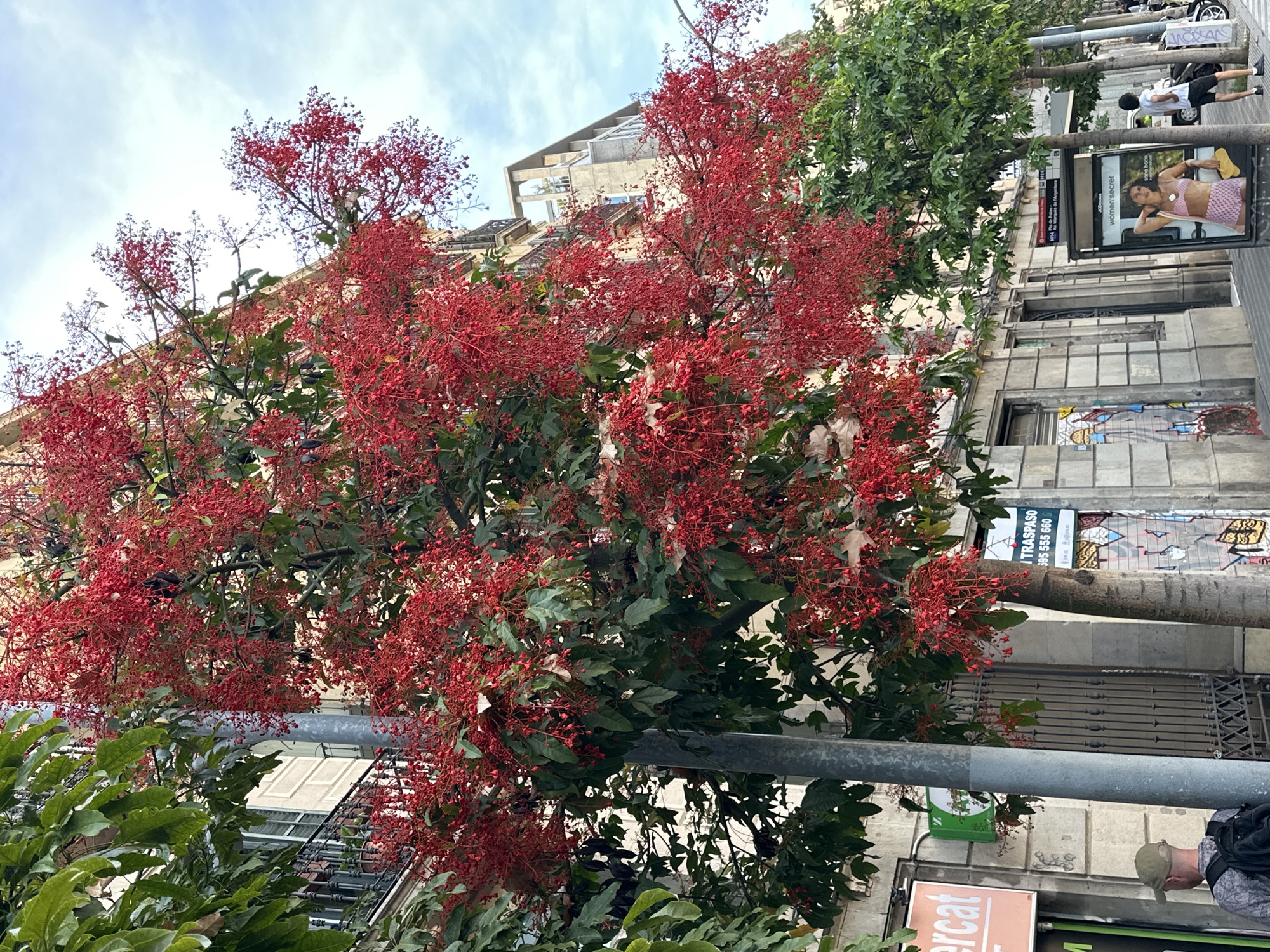 This detailed image depicts a bustling urban street scene in Barcelona, Spain. A large, prominent tree heavily laden with clusters of small, bright red berries or fruits, contrasting with its dark green foliage, dominates the left and center of the frame, partially obscuring the buildings behind it and extending into the sky. The berries suggest a species like *Brachychiton acerifolius* or a similar vibrant fruiting tree.
The architecture comprises multi-story buildings with light-colored facades, some featuring traditional balconies with black railings. A modern structure is visible higher on the right. A tall, grey street pole stands on the left.
On the far left, the back of a man wearing a green cap and a black backpack is partially visible. Further right, a white sign with black text "TRASPASO" (Spanish for "transfer" or "for sale") and a phone number "395 555 660" is attached to a building, with additional unreadable text below it, possibly in Tamil. Street art and graffiti adorn the lower walls of several buildings.
On the right side of the street, another series of green leafy trees line the sidewalk. A bus stop shelter with an advertisement for "women'secret" (a Spanish lingerie brand) featuring a woman in a pink bikini is prominently displayed. The bus route information on the shelter clearly lists "H14 Pla de Palau," "H14 Pg. de Poblenou," and "H14 Marina de la Farinera," which are specific bus lines and locations within Barcelona, confirming the city. A man in a white t-shirt and dark shorts stands near the bus stop, looking down, next to a parked scooter. The sky above is a light blue with scattered white clouds.