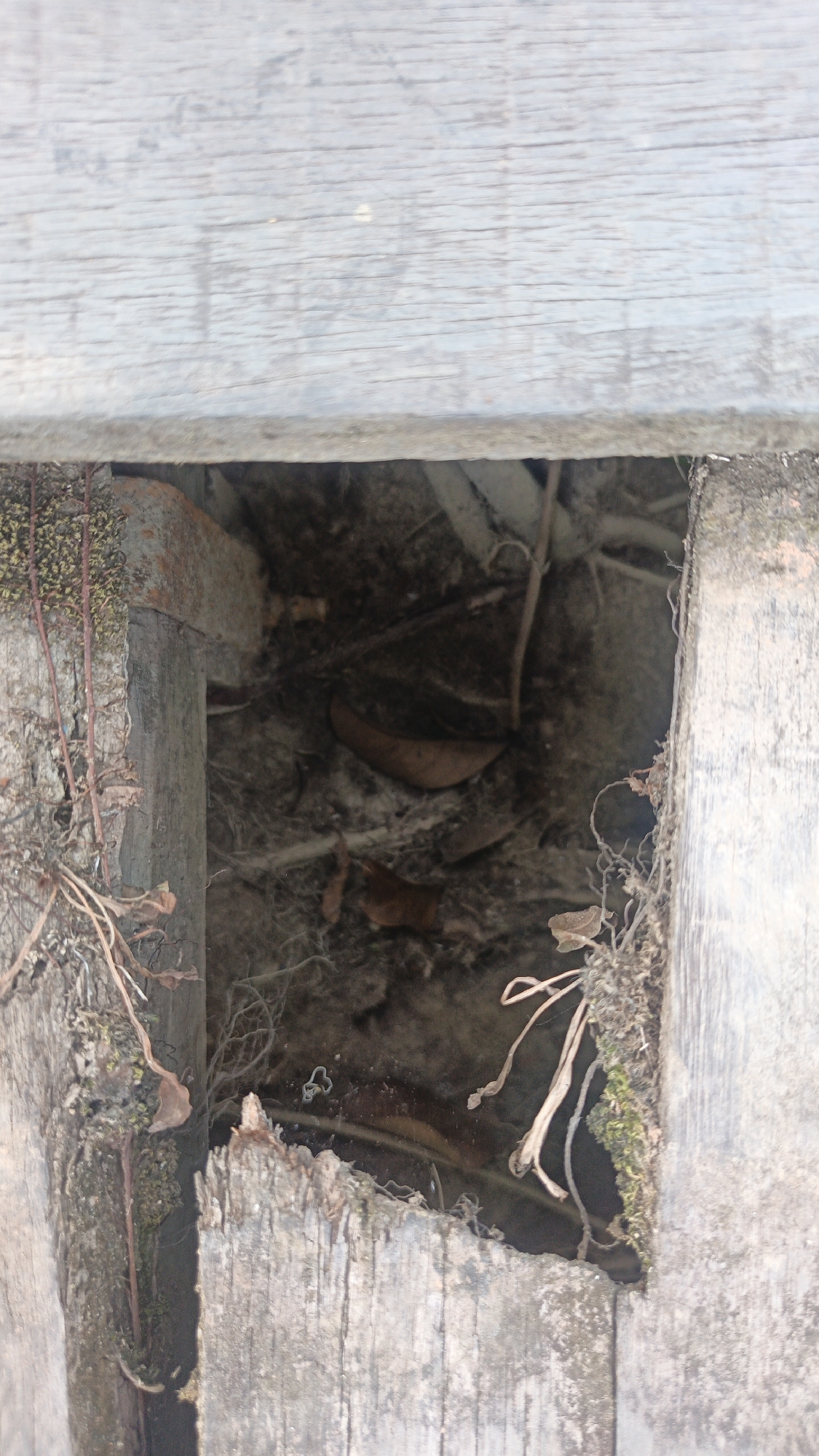A close-up, overhead shot captures a dark, recessed space beneath weathered wooden planks. The opening reveals an interior filled with dark soil, scattered dry leaves, and tangled roots. Patches of moss and dried vegetation cling to the edges of the wooden structure. The wood itself appears aged and worn, with visible grain and some splintering. The environment suggests an outdoor setting, possibly a neglected area or a natural crevice under a boardwalk or deck. No people or specific actions are depicted.