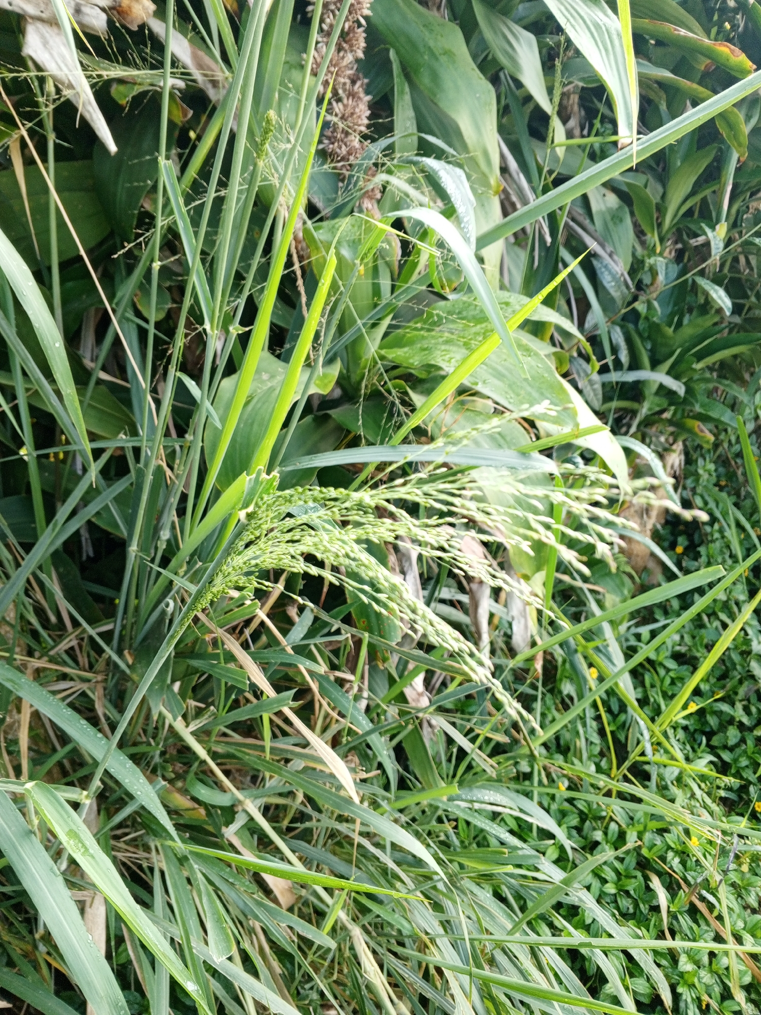 The image depicts a close-up, eye-level view of dense, green vegetation, primarily consisting of tall grasses and broad leaves. In the foreground, a cluster of light green grass seed heads is prominent, with individual florets visible. The stalks of the grasses are slender and green, interspersed with older, dried brown blades. Some leaves appear to have water droplets on their surfaces, suggesting recent dew or rain. The background is filled with more foliage, including larger, darker green leaves and patches of smaller, denser green plants. The overall impression is one of abundant, natural growth in an outdoor environment, possibly a field or jungle edge. The provided location of Bellanneoya, Sri Lanka, aligns with this visual interpretation of a tropical or subtropical landscape. No people or specific man-made objects are discernible in the frame.