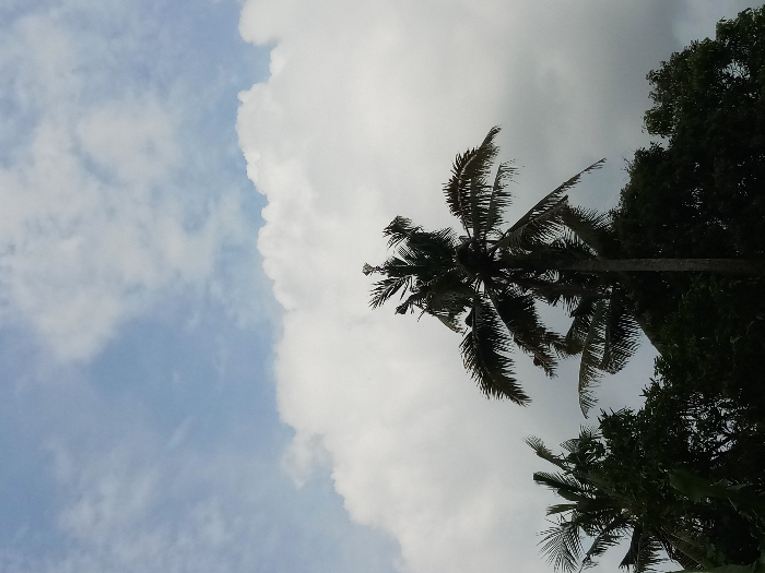 The image shows a tall palm tree with its leaves swaying in the wind against a backdrop of a large, fluffy white cloud. The sky is a light blue with patches of thin clouds. There are other smaller trees behind the palm tree, also silhouetted against the sky. The scene was captured at a location in Kebumen, Indonesia, with coordinates -7.662 latitude and 109.647 longitude. The image is taken from a low angle, looking up at the palm tree and the sky. There are no people or objects in the scene other than the trees and the sky.