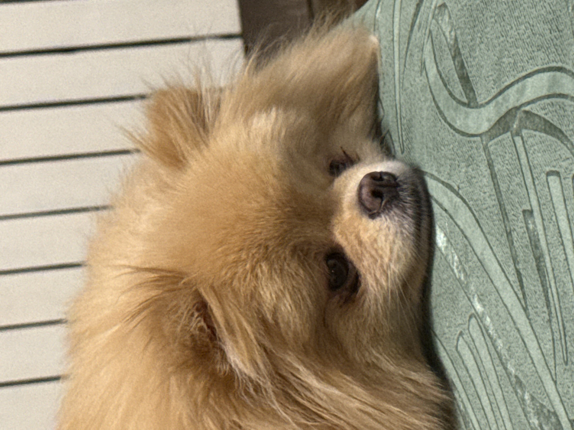 A close-up, eye-level, indoor shot shows a light brown Pomeranian dog lying on its side with its head resting on a textured green surface. The dog's fur is fluffy and appears slightly unkempt. Its eyes are dark and partially closed, giving it a sad or tired expression. The dog's nose is dark brown and wet. In the background, vertical dark lines are visible against a lighter surface, suggesting a fence or grate. The overall lighting is dim. The specific location is Unknown, Unknown.