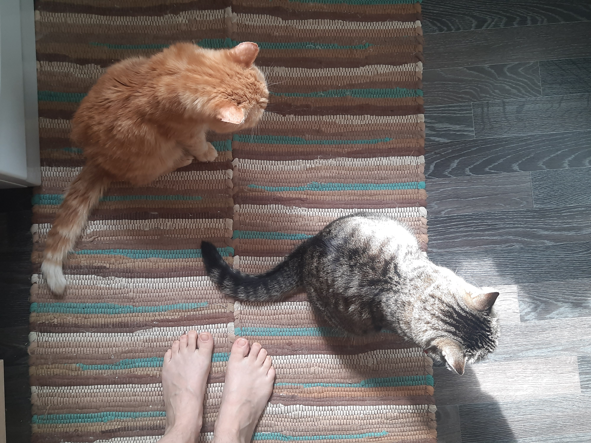 The scene shows a person's bare feet standing on a woven rug with alternating brown, tan, and teal stripes. On the rug are two cats: a fluffy orange cat on the upper left and a tabby cat on the right. The orange cat is sitting, facing away and to the right, while the tabby cat is standing and facing away, almost off the rug on the right. A light-colored wall is visible in the upper left corner. The rug is placed on a gray wood-look floor. The image seems to be taken indoors, with sunlight falling on the floor next to the tabby cat. There is no information to indicate that the location is in Izhevsk, Russia.