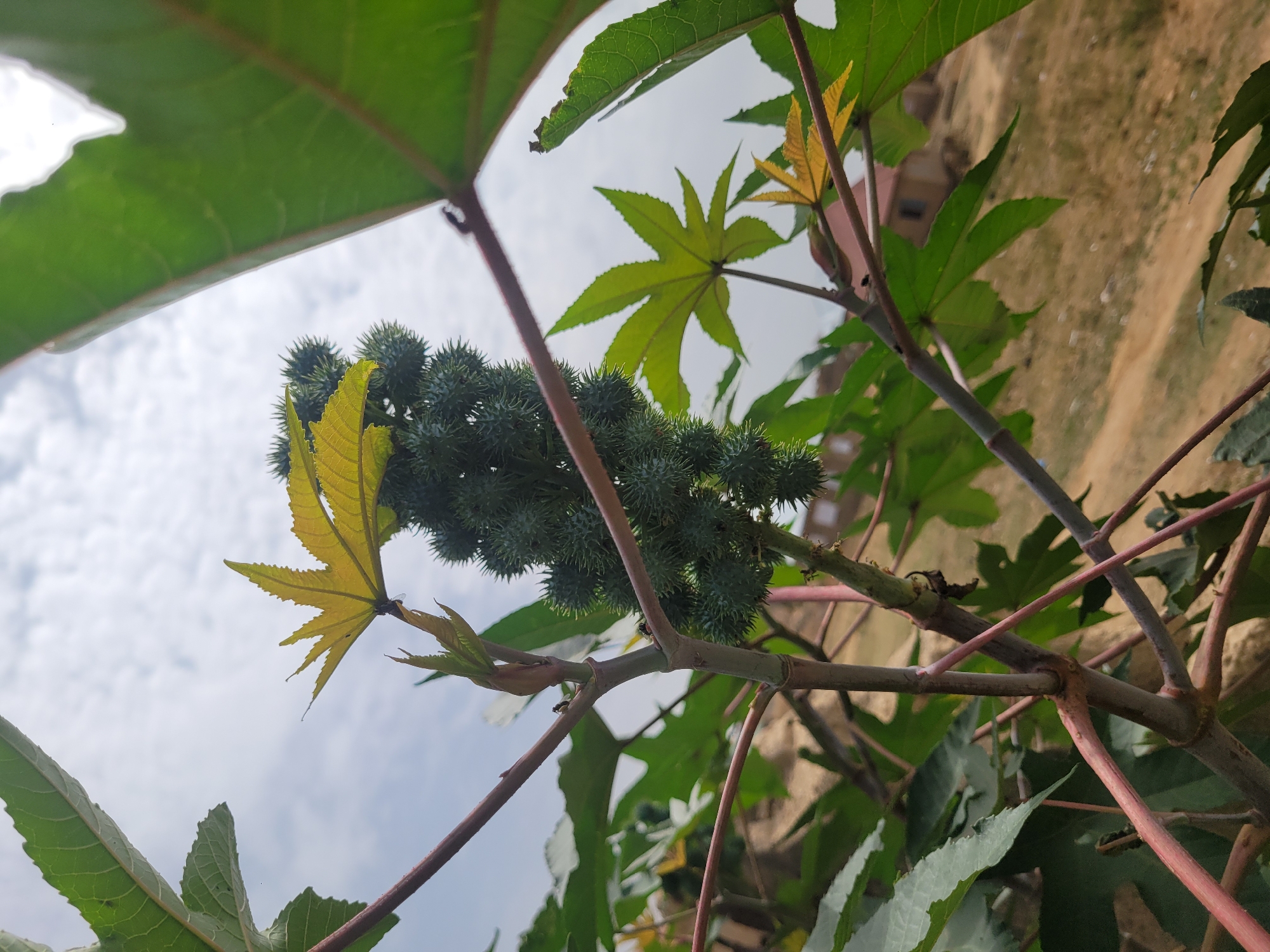 The image shows a plant with large, palmate leaves and spiky green seed pods in what appears to be an outdoor setting. The plant branches are reddish-brown. In the background, there is a beige wall. The sky is visible through the foliage. The specific location within Barakin Akawo, Nigeria, and any details about people, objects, or actions beyond what is immediately visible in the image, are not ascertainable.