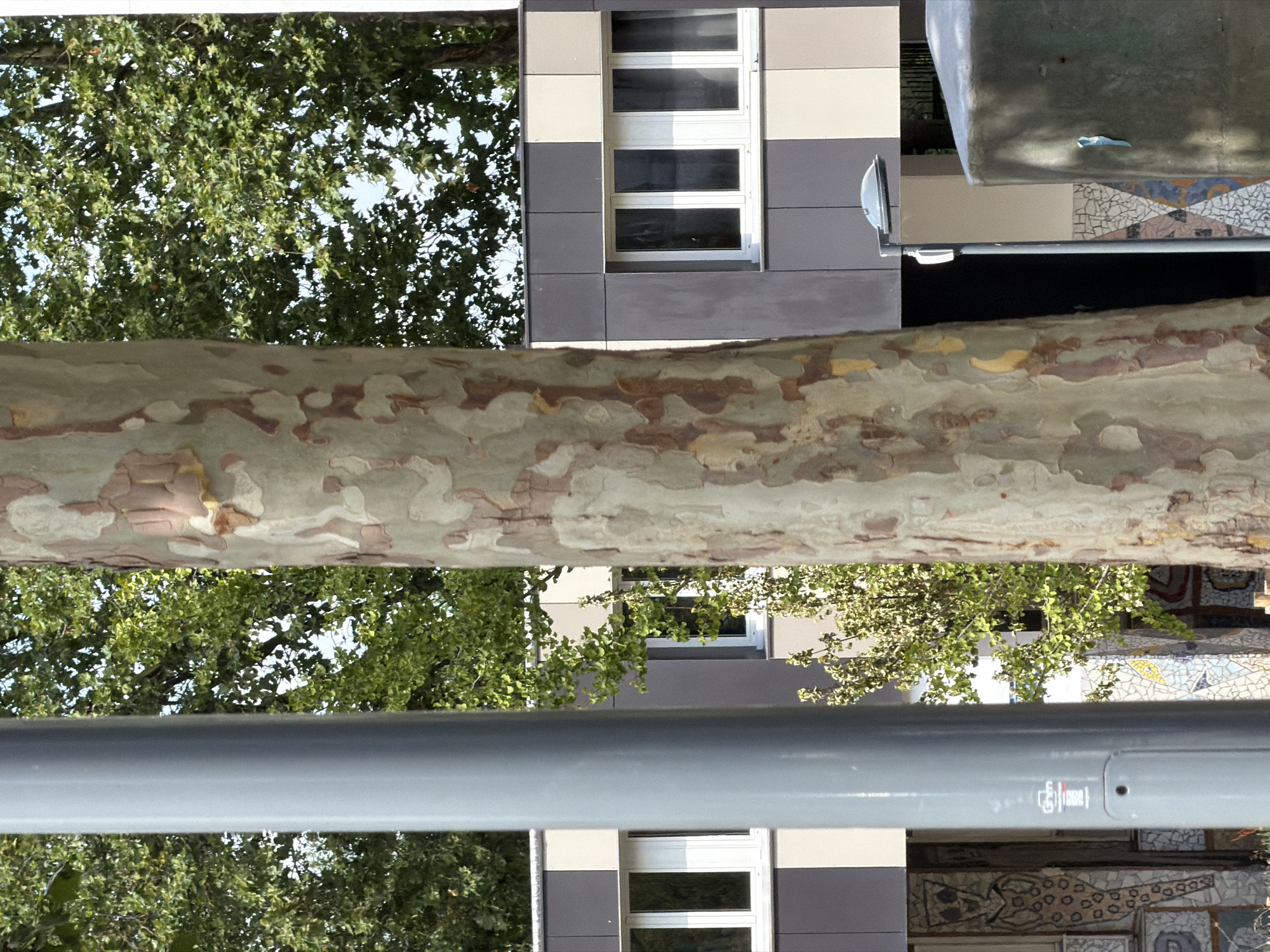 This image captures a view through a patterned tree trunk, revealing glimpses of a modern building facade and lush green foliage. The tree trunk, dominating the foreground, displays a distinctive mottled texture with patches of light tan, grey, and reddish-brown. Behind it, a building with a contemporary design is visible. The facade features sections of light grey, dark grey, and cream-colored panels, punctuated by several rectangular windows with white frames. Some of these windows reflect the surrounding greenery and sky.
Interspersed with the building are dense clusters of vibrant green leaves from trees, suggesting an outdoor setting with ample vegetation. The lighting indicates it is daytime, with sunlight filtering through the leaves and reflecting off the building's surfaces. The overall scene appears to be in a well-maintained urban or suburban environment, possibly a park or a courtyard adjacent to residential or commercial buildings in Évry-Courcouronnes, France. The angle of the shot, looking upwards through the tree and then towards the building, creates a layered perspective. No people are visible in the frame, and there are no overt signs of any specific activity or event taking place. The mood is serene and natural, with the textures of the tree bark and the geometric lines of the building creating a visual contrast. There is a small, light blue sticker on a metallic structure at the top right, but the text is illegible. A circular light fixture is also visible mounted on a pole extending from the building.