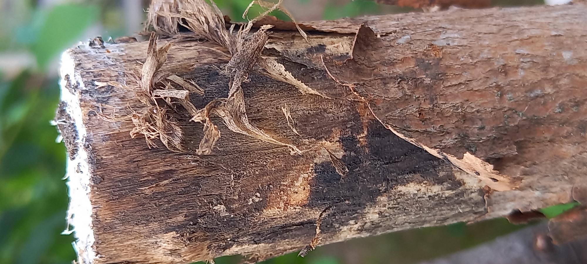 The image presents a close-up, vertical view of a roughly cut tree trunk or stump. The top surface, partially visible, is covered with a layer of white, fibrous material, possibly sapwood or fungal growth, intermixed with dark debris along its edge. The main body of the trunk displays a rough texture with pronounced vertical wood grain. Several layers of dry, light-brown bark are peeling and fraying, particularly in the upper and middle sections, revealing the underlying wood. A significant, irregular, dark blackish-brown discoloration is prominent on the left side of the mid-trunk, extending downwards, suggesting rot or moisture damage. Below this, the bark continues to exhibit a textured, reddish-brown appearance with some lighter patches. The background consists of heavily blurred green foliage, indicating an outdoor natural setting. No human figures, specific man-made objects, or discernible actions are present. The location in the city of Kryvyi Rih, Ukraine, cannot be determined from the visual evidence within the image.