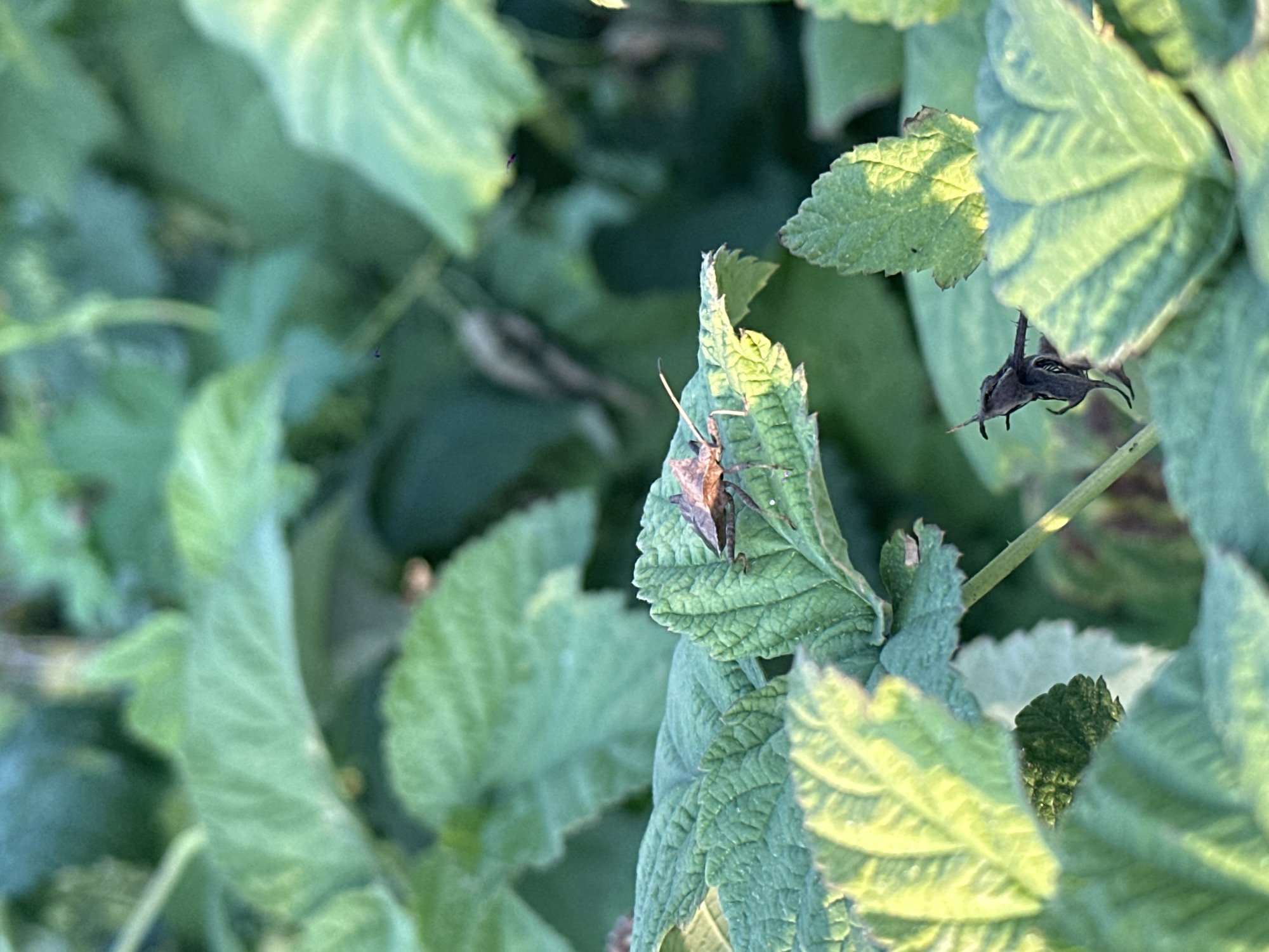 A close-up, eye-level, vertical shot depicts a brown stink bug perched on the edge of a textured, green leaf. The insect is facing left, with its pointed head and antennae visible. The leaf has serrated edges and prominent veins. The background consists of out-of-focus green foliage, suggesting a natural outdoor setting. The lighting indicates it is daytime. The image does not provide any information about the city of Biysk, Russia, or any other specific location.