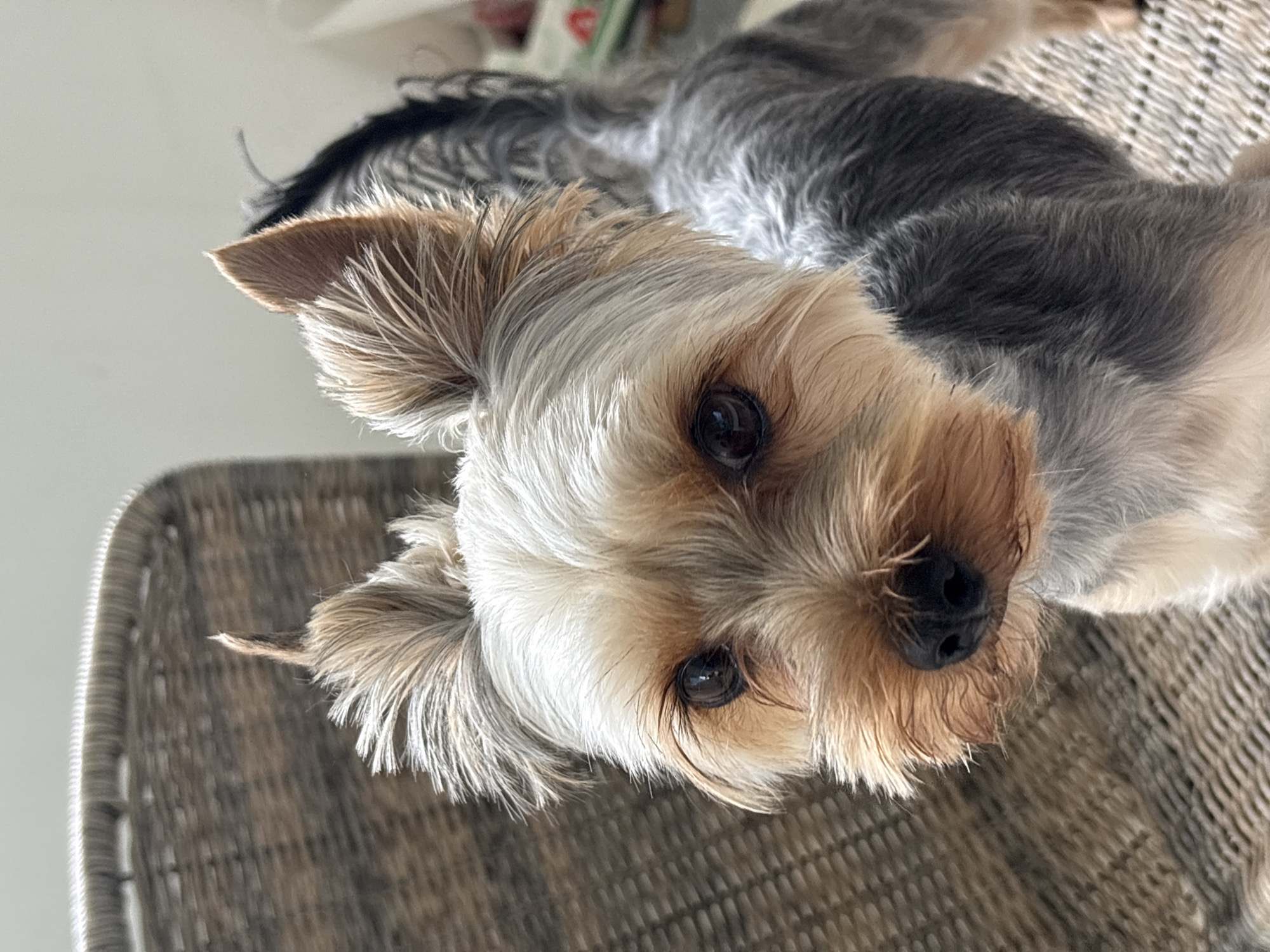 A close-up, angled shot reveals a small, light-colored Yorkshire Terrier dog. The dog's head is tilted slightly, with its dark eyes looking directly at the camera. Its fur is a mix of tan, gold, and gray. The dog rests on a woven, textured surface, potentially a chair or basket. The background is blurred, suggesting an indoor setting, but there is no indication of the location being in Plovdiv, Bulgaria.