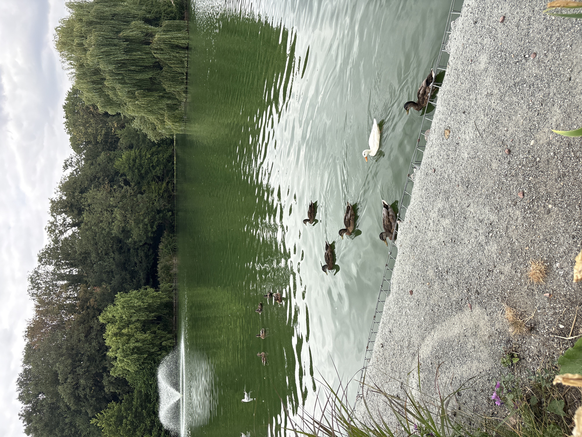 A group of ducks are swimming in a green pond with a fountain in the background. The pond is surrounded by trees and there is a gravel path along the edge. One duck is white and the rest are brown. There are no people visible in the image. The image appears to have been taken in Chelmsford, United Kingdom.