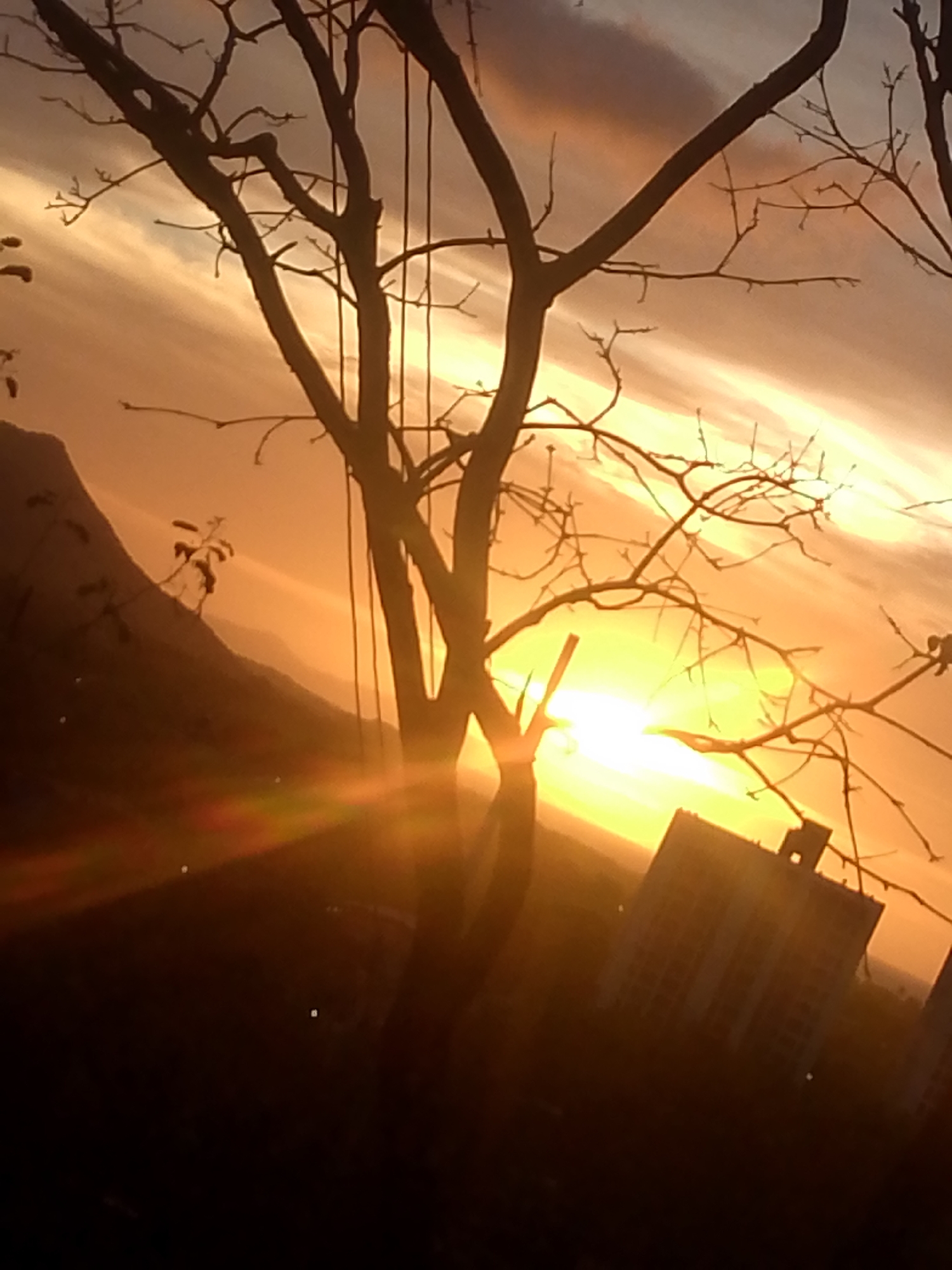 This image depicts a sunset or sunrise observed from Juan Griego, Venezuela. The scene is characterized by a strong, low-lying sun casting intense golden light across the horizon, resulting in significant lens flare. In the foreground, a prominent silhouette of a deciduous tree with numerous bare branches extends across the frame, obscuring portions of the sky. Thin, dark lines, possibly ropes or wires, hang vertically from the tree's branches in the central upper section. To the left, a series of dark, silhouetted hills or mountains recede into the distance. On the right, a multi-story building, also rendered in silhouette against the bright sky, is visible, suggesting an urban or developed area. The sky exhibits horizontal streaks of orange, yellow, and muted gray clouds, transitioning from bright luminosity near the sun to darker tones away from it. No people or discernible actions are present.