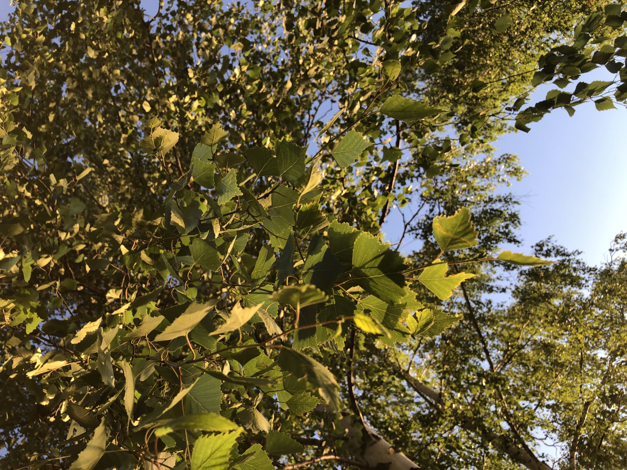 An outdoor, low-angle, eye-level shot captures sunlight filtering through the leaves of a birch tree. The leaves are green with some yellowing, and they are attached to thin, dark branches. The sky is a clear, bright blue, with no clouds visible. The trunk of the birch tree is visible on the left side of the image, and it is white with dark markings. The overall impression is one of a sunny day in a park or wooded area. The image was taken on September 13, 2023, at 6:47 PM in Chaikovsky, Russia.