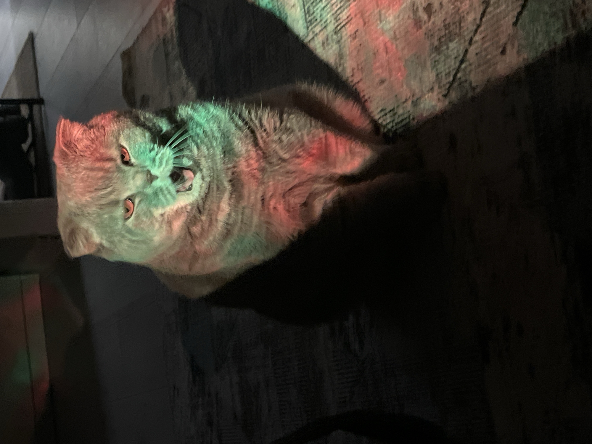 A gray, tabby cat is lying on a textured surface, possibly a rug or carpet. The cat appears to be indoors, possibly near a set of stairs or steps. The lighting is unusual, with the cat illuminated by green and red light, possibly from decorative or colored lights. There is no clear indication that the photograph was taken in Chaikovsky, Russia.