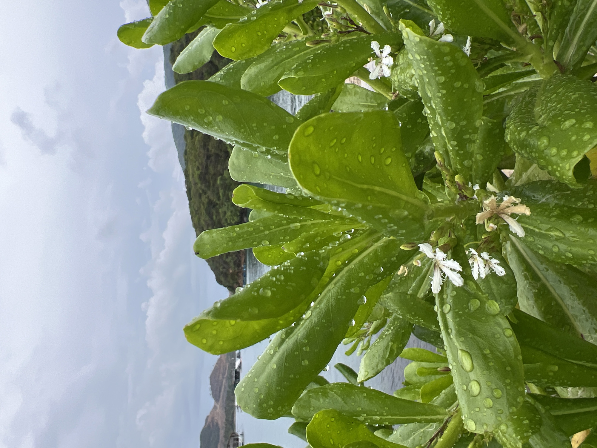 Close-up image of green, ovate leaves covered in water droplets, interspersed with small white flowers. The background shows a body of water and a forested hill under a cloudy sky. Location: Nha Trang Ward, Vietnam.
