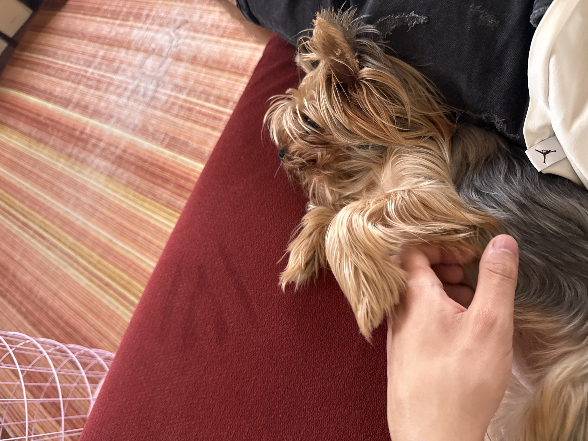 The image displays a close-up, overhead view of a small Yorkshire Terrier dog resting comfortably on a red fabric surface, likely a blanket or cushion. The dog has long, flowing fur, predominantly light brown and blonde on its head and forelegs, transitioning to darker grey and black on its back. Its head is turned slightly to the left, and it appears calm and relaxed.
A human hand, with fair skin and visible knuckles, is gently stroking or holding the dog's fur near its chest and shoulder, indicating an affectionate interaction. To the left of the red surface, a blurred background features a surface with horizontal stripes in shades of orange, yellow, and light red. In the upper right portion of the image, a textured black fabric, possibly denim, and a soft white item are visible. The white item has a small black tag featuring the "Jumpman" logo, identifying it as a product of the Nike/Jordan brand.
The scene is indoors, with general lighting, making the time of day and weather indeterminate. The overall mood is peaceful and suggests companionship between the pet and its owner. The location context provided is Sofia, Bulgaria.