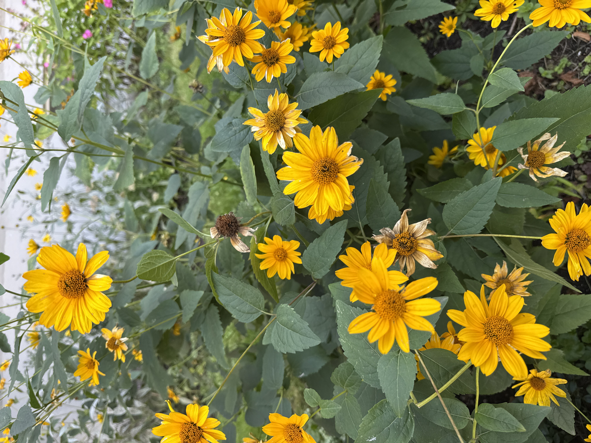 The image shows a close-up of a patch of bright yellow flowers, possibly Black-eyed Susans, growing in dense foliage. The flowers have prominent dark centers and numerous ray petals. Some flowers appear in full bloom, while others are wilting or have dried seed heads, indicating a natural progression of the growing season. The leaves are a deep green, large, and somewhat rough in texture. The background is softly blurred, with hints of more flowers and greenery, suggesting an outdoor garden setting. The lighting is natural, likely daylight, casting subtle shadows. The image does not contain any identifiable landmarks or features that would allow for pinpointing its exact location within Tallinn, Estonia. The scene is a botanical close-up, focusing on the textures and colors of the flowers and leaves, without any human presence or activity.