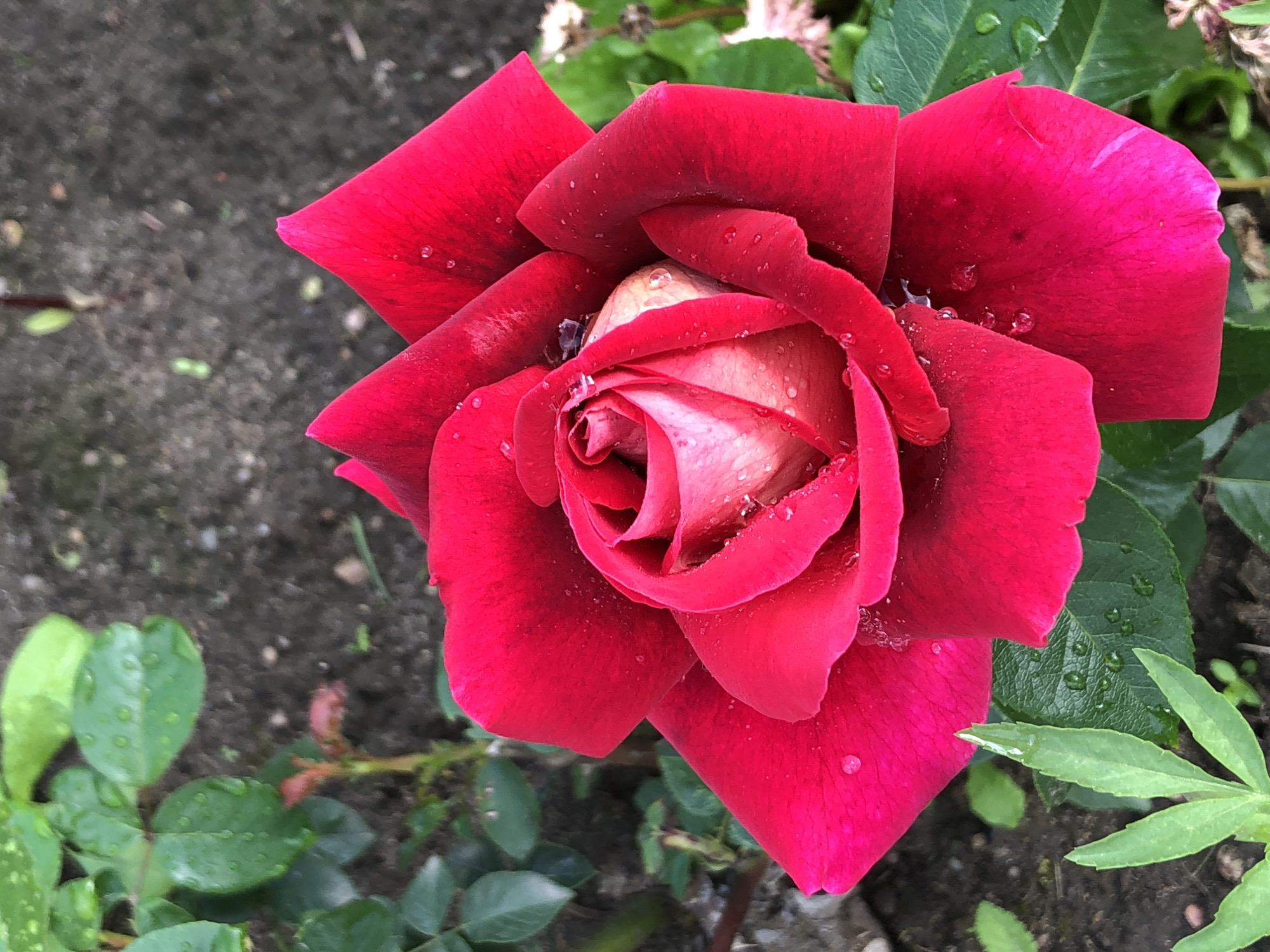 The image is a close-up, eye-level shot of a vibrant red rose with water droplets on its petals. The rose is in full bloom, with its petals unfurling from a tightly wound center. The center of the rose shows hints of lighter pink or white. The background is a mix of dark soil and green foliage, suggesting an outdoor garden setting. The overall impression is one of natural beauty and freshness.
The image was taken in the city of Zhukovo, Russia, likely in a garden or park. The lighting appears to be natural daylight, casting soft shadows on the petals and highlighting the water droplets. There are no people or animals visible in the image. The focus is solely on the rose, emphasizing its texture, color, and the delicate sheen of the water.