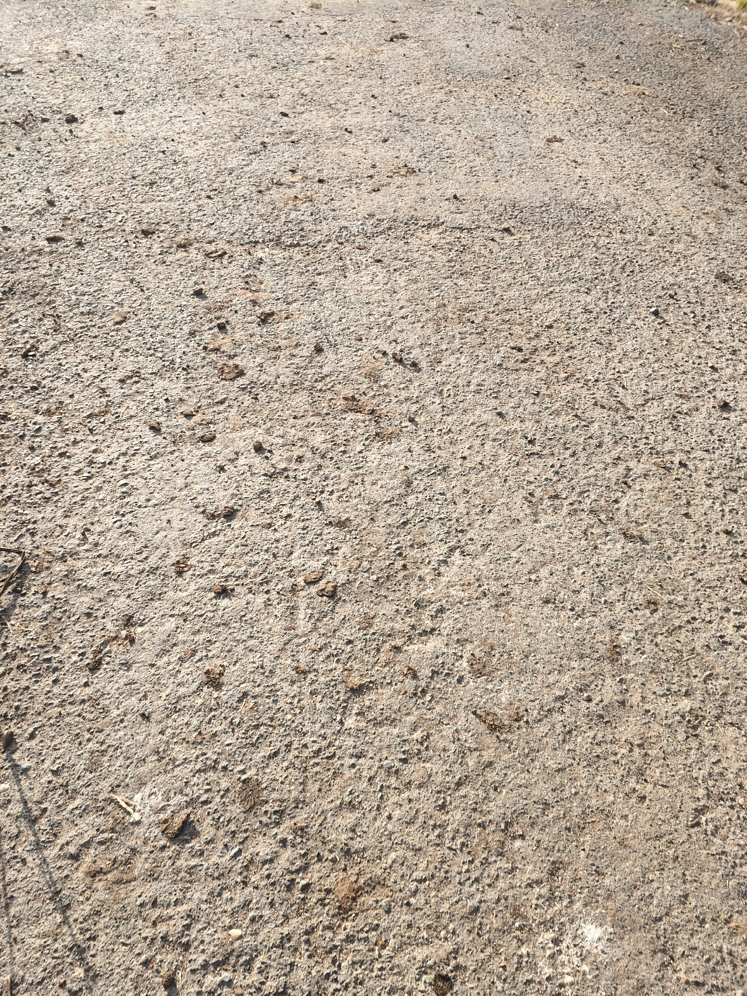 The image shows a close-up, eye-level view of a gravel and dirt path, likely a road or trail, in the village of Platoshino, Russia. The surface is uneven, with visible small stones, pebbles, and patches of darker soil. There are several indistinct animal hoof prints impressed into the surface, suggesting the passage of livestock or other animals. The lighting indicates it is daytime, with shadows casting across the ground. No people or buildings are visible in the frame. The overall impression is of a rural, unpaved thoroughfare.