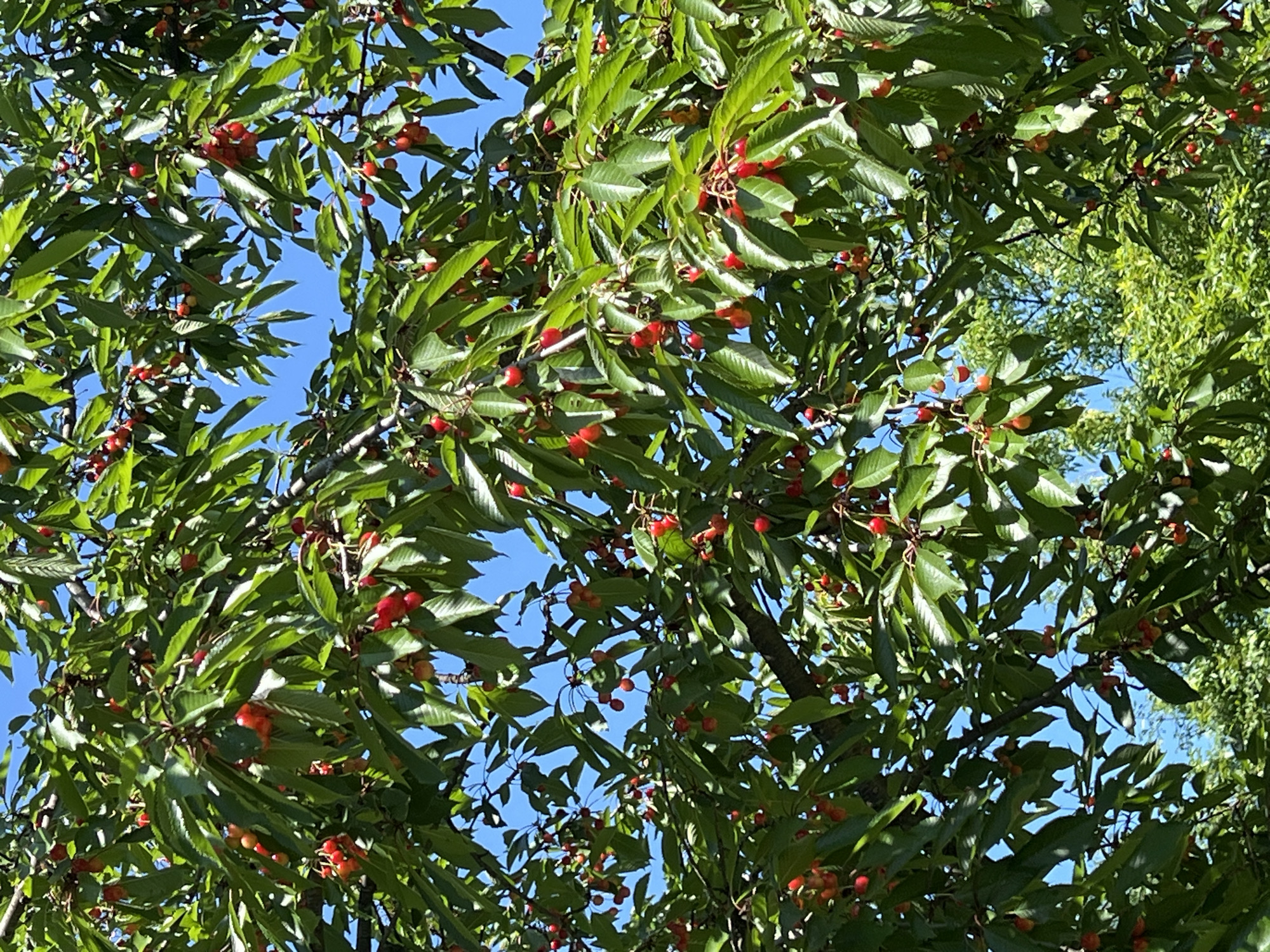 The image shows a close-up view of a cherry tree laden with ripe red cherries and green leaves against a bright blue sky. The perspective is from below, looking up into the branches. Sunlight filters through the leaves, creating highlights and shadows. The branches are thick and dark, with numerous clusters of cherries hanging from them. Some cherries are a deep red, while others are still a lighter red or yellowish-red, indicating varying degrees of ripeness. The leaves are a vibrant green and appear healthy. In the background, through gaps in the foliage, more greenery from surrounding trees is visible, as well as patches of the clear blue sky. The scene suggests a sunny day in a natural environment, likely a garden or park. No people are visible in the image. Based on the context of Burgas, Bulgaria, this scene could be from a park within the city or a garden in the surrounding areas.