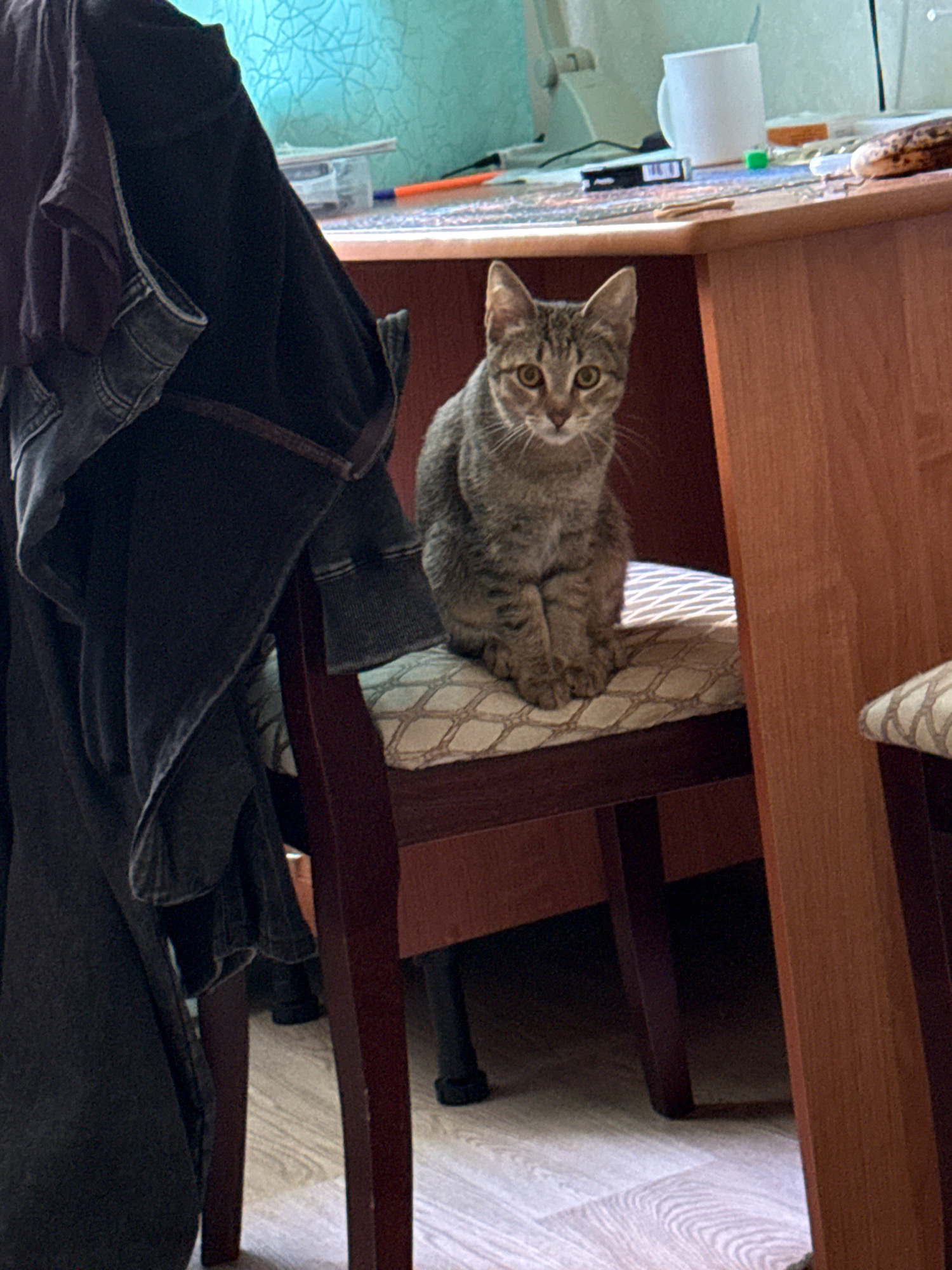 The image depicts an indoor scene with a tabby cat sitting on a chair at a wooden table. The cat, with its tail tucked in, is facing the camera with wide, alert eyes. A dark garment, possibly a jacket, is hanging on the left side of the frame, partially obscuring the view of the chair and table. The table surface is cluttered with various items, including a white mug, pens, and other small objects. The background shows a light-colored wall with a subtle textured pattern. The flooring appears to be light-colored laminate. The lighting suggests a daytime setting, likely indoors. There is no explicit information about the city of Zavolzhye, Russia.