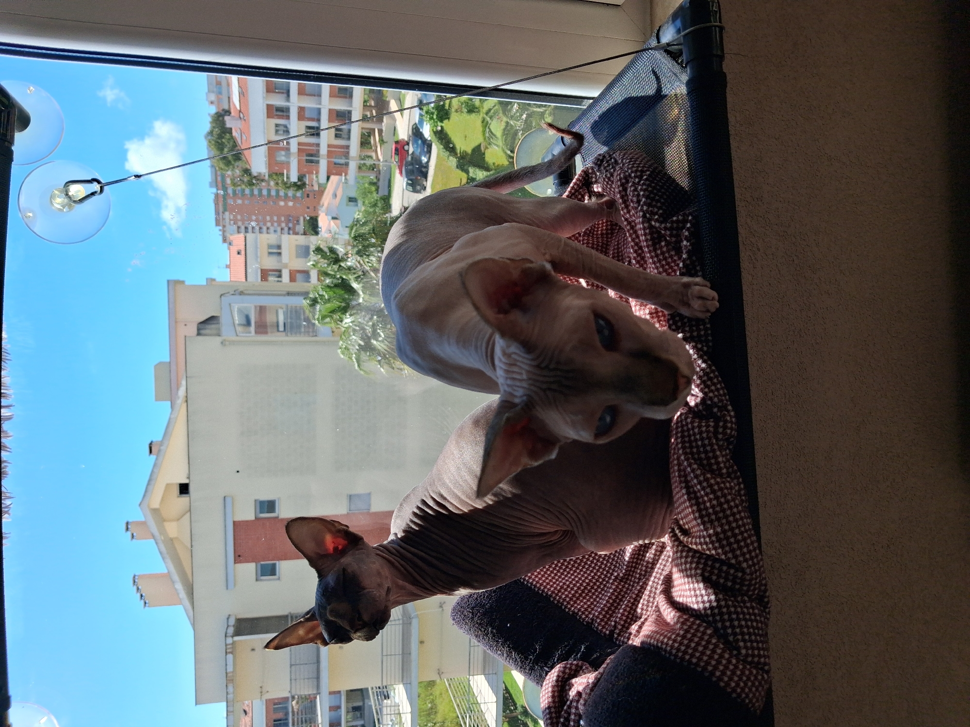 Two hairless Sphynx cats are inside a window hammock. Outside the window, buildings are visible in Figueira da Foz, Portugal. The hammock is made of black mesh with a black frame. The blanket on the hammock has a red and white pattern. Suction cups attach the hammock to the window. The sky is blue with white clouds.
