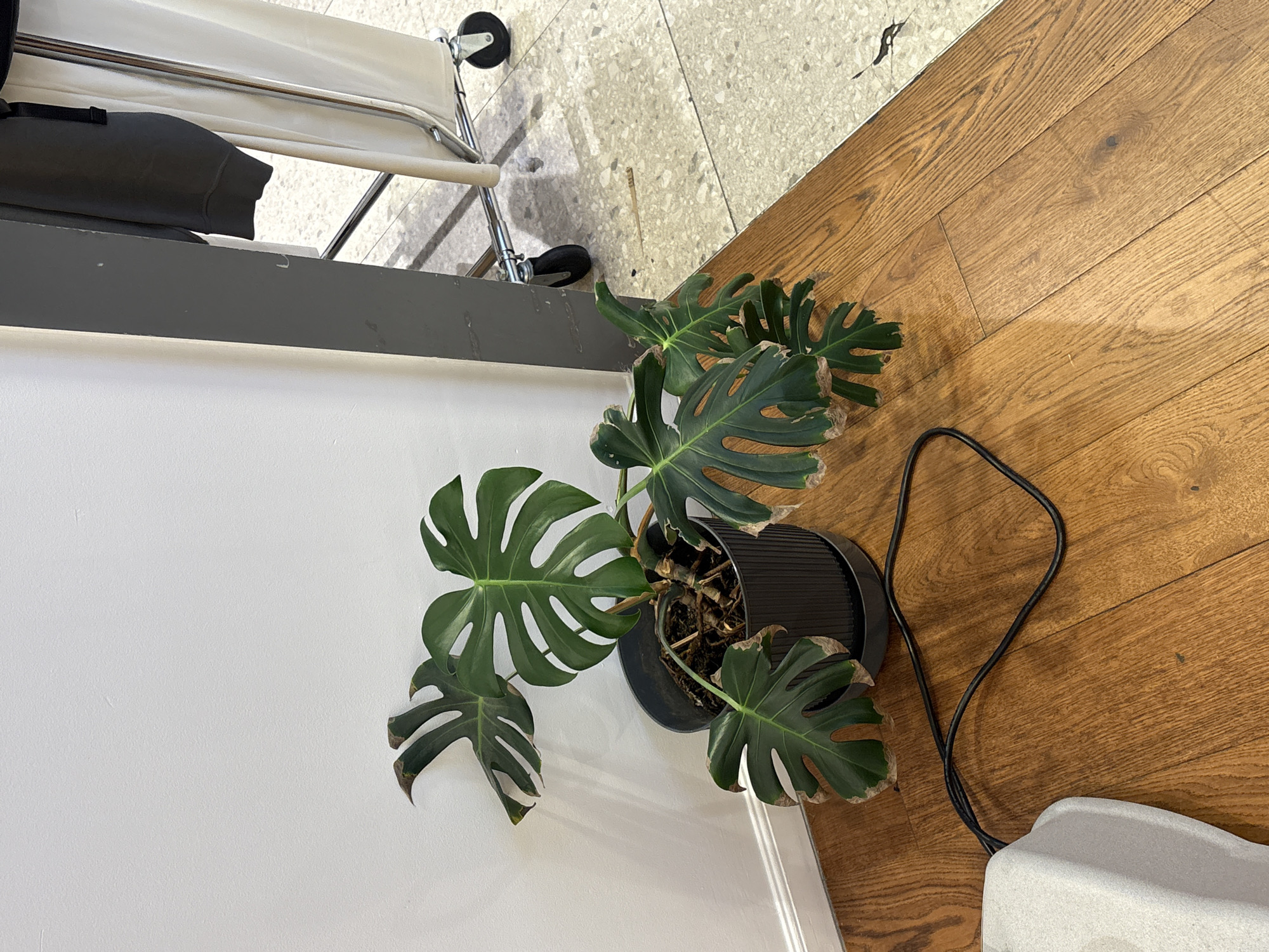 A high-angle, vertically oriented shot captures an indoor scene, likely in Puebla, Mexico, during the daytime. The primary subject is a potted Monstera plant, positioned on a light brown wooden floor against a white wall and a dark grey ledge. The plant is in a black planter, and its large, green, split leaves show noticeable browning and drying along their edges.
The floor is divided diagonally: the right side features light brown wooden planks with visible grain, while the upper left side consists of a light-colored, speckled or terrazzo-style tile. A black electrical cable snakes across the wooden floor, leading towards a light grey, angular electronic device, possibly a humidifier or air purifier.
In the background, beyond the dark grey ledge and above the tiled section of the floor, a white-framed rolling chair or cart is visible. It has a white fabric seat or back and a dark grey bag or object resting on it. No people are present, and no specific activity is occurring. There is no visible text. The overall scene depicts a modern, static interior.