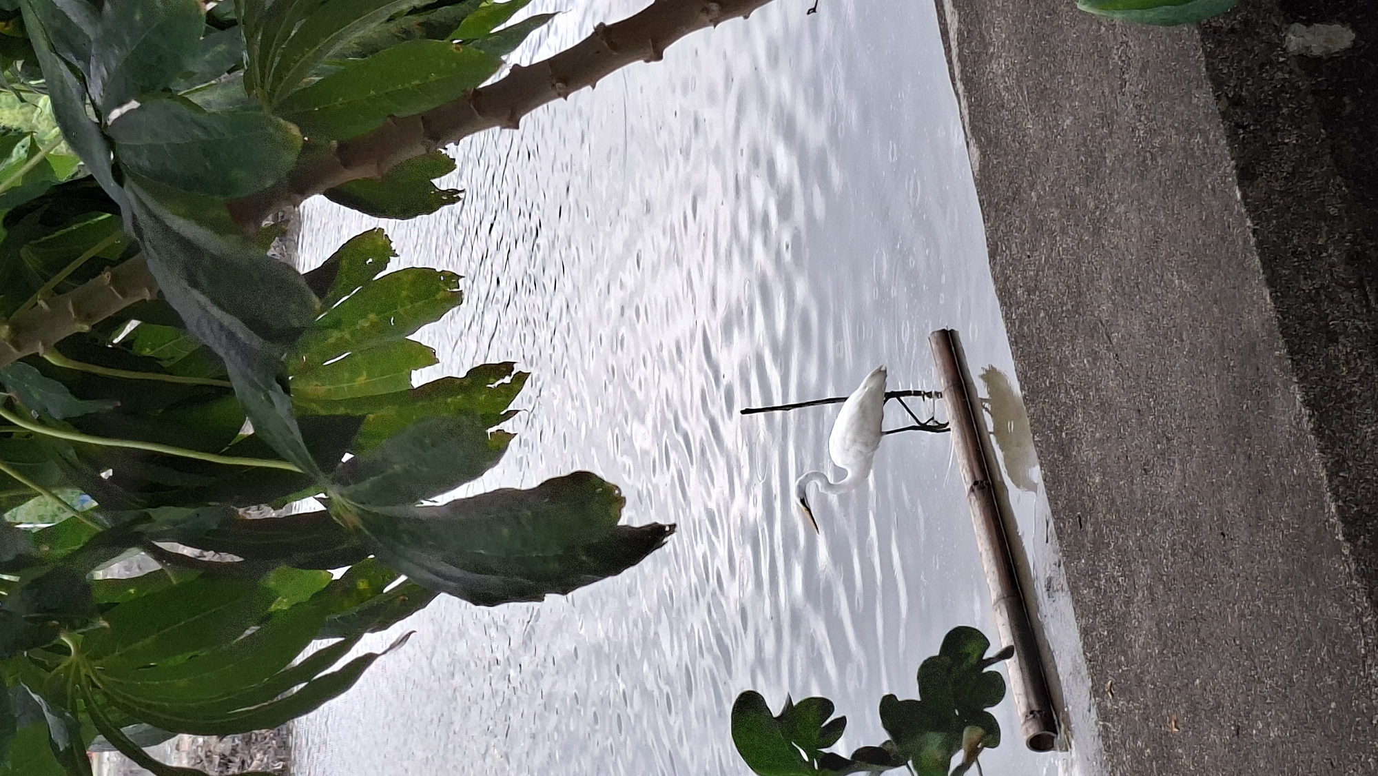 A white egret stands in shallow water near a concrete embankment, beneath the foliage of a tropical tree. The egret is facing left, with its long neck extended and its beak pointed downwards, possibly hunting for food. A thin black stick rises vertically from the water behind the bird. A bamboo log floats horizontally in the water in front of the embankment. The water surface is rippled, suggesting a light breeze or rain. The scene is likely located in a park or natural area within Lhokseumawe, Indonesia, possibly along a river or canal.