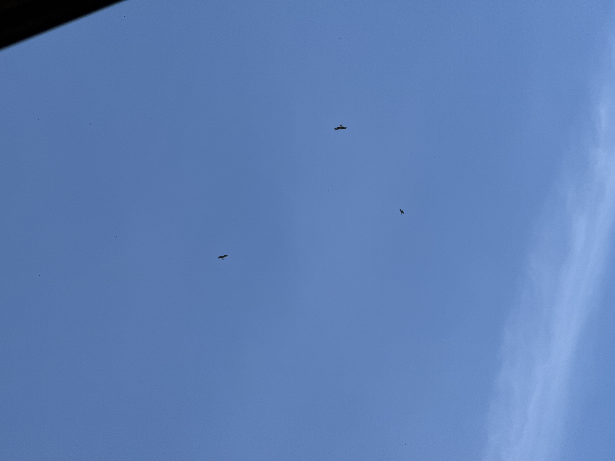 A clear blue sky fills the frame, with a few small, dark birds in flight. One bird is positioned in the upper center of the image, another in the mid-right, and a third in the lower center. A faint wisp of cloud is visible near the bottom edge. The upper right corner of the image is obscured by a dark, diagonal shadow, possibly from a structure or tree. The scene is consistent with an outdoor view from Усть-Мана, Russia.