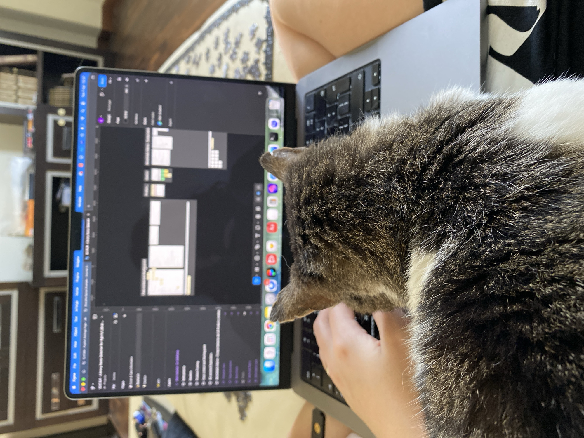 The image shows a close-up of a person using a laptop, with a gray and white cat lying on the keyboard. The laptop screen displays a graphical interface, possibly for video editing or design software. A hand is visible operating the keyboard beneath the cat. The laptop is placed on the person's lap. In the background, a bookshelf is partially visible. There is no information about the location being Villaviciosa, Spain in the image.