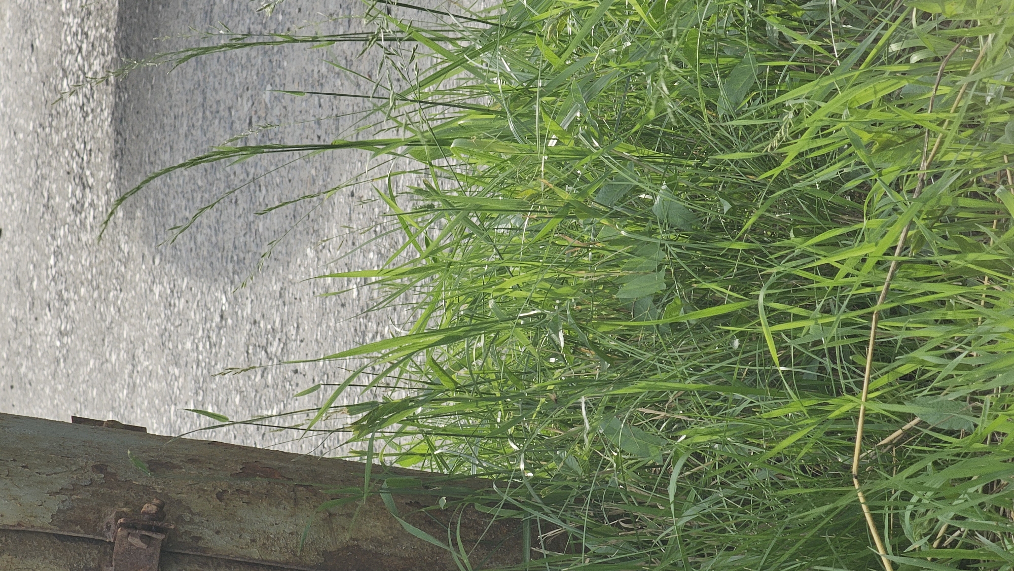 A close-up, eye-level outdoor shot shows a weathered, rusty metal pole on the left, with a band of rusty metal attached near its base. The pole is partially obscured by tall, lush green grass and other vegetation that dominates the foreground and midground. The grass is varied in height and texture, with some blades thin and upright, while others are broader and more relaxed. In the background, a textured asphalt surface, likely a road or pathway, is visible. The lighting suggests it is daytime, with sunlight illuminating the scene. The specific location in Kamensk-Uralsky, Russia, is not discernible from the visual elements alone. There are no people or animals present in the image.