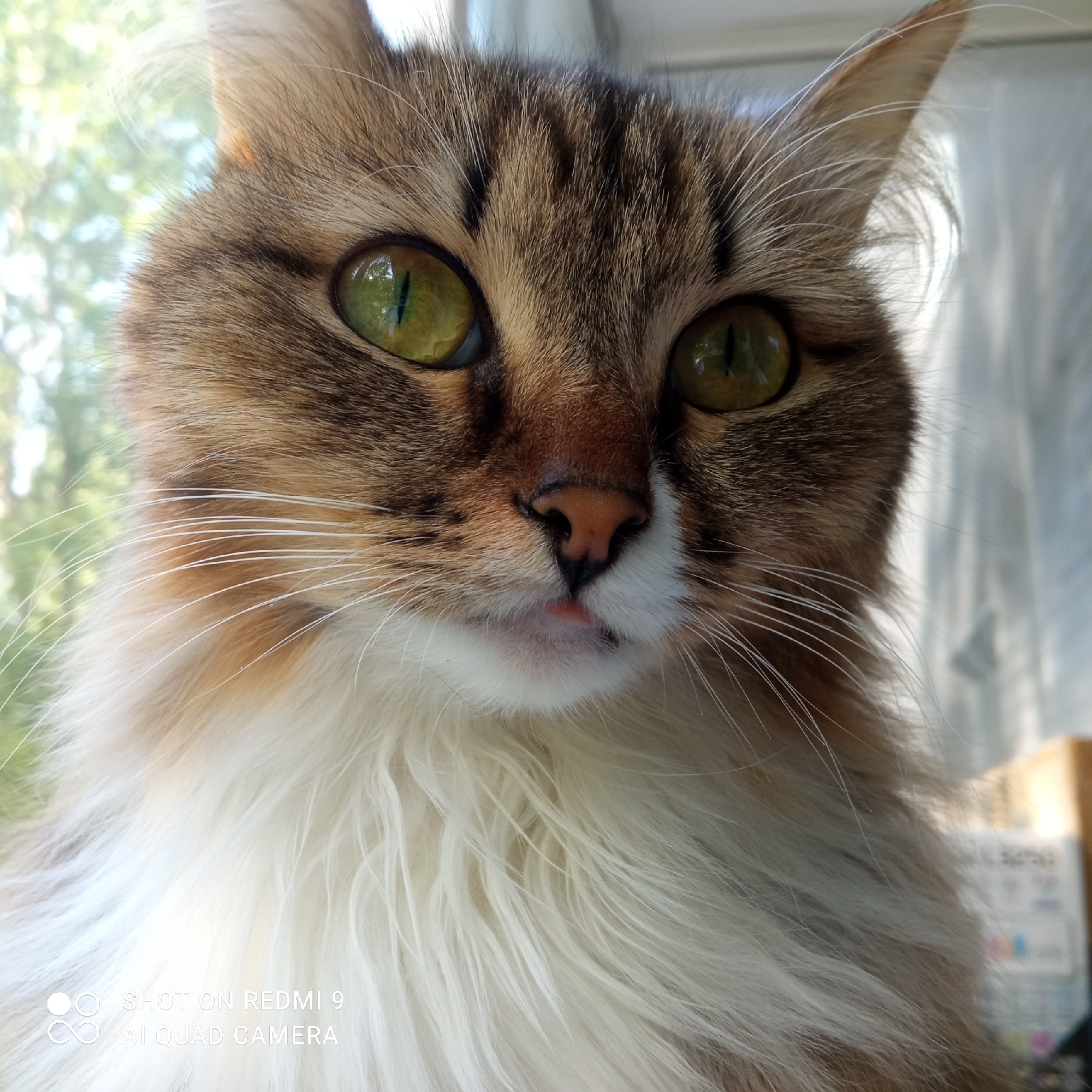 A close-up photograph shows a cat's face. The cat has green eyes, brown and white fur, and a small pink nose. Its tongue is slightly visible. The background is blurry but appears to be a window with trees visible outside. The location is Chaikovsky, Russia. The text "SHOT ON REDMI 9 AI QUAD CAMERA" is visible at the bottom of the image.