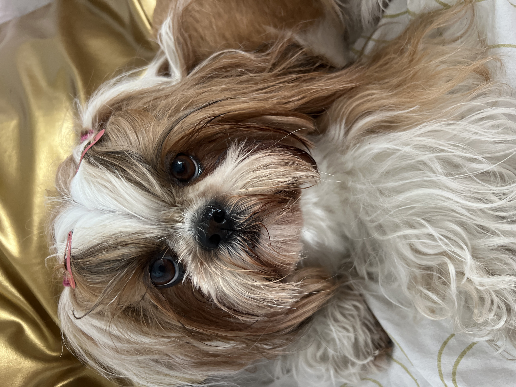 A Shih Tzu dog with brown and white fur is lying on a white and gold patterned fabric, possibly a bed or sofa. The dog's face is looking directly at the camera, with dark eyes, a black nose, and long, flowing fur around its face. Two small pink hair clips are visible in the fur on top of its head. The background is a shimmering gold fabric. There is no visible indication of the location in the city of Kleosin, Poland.