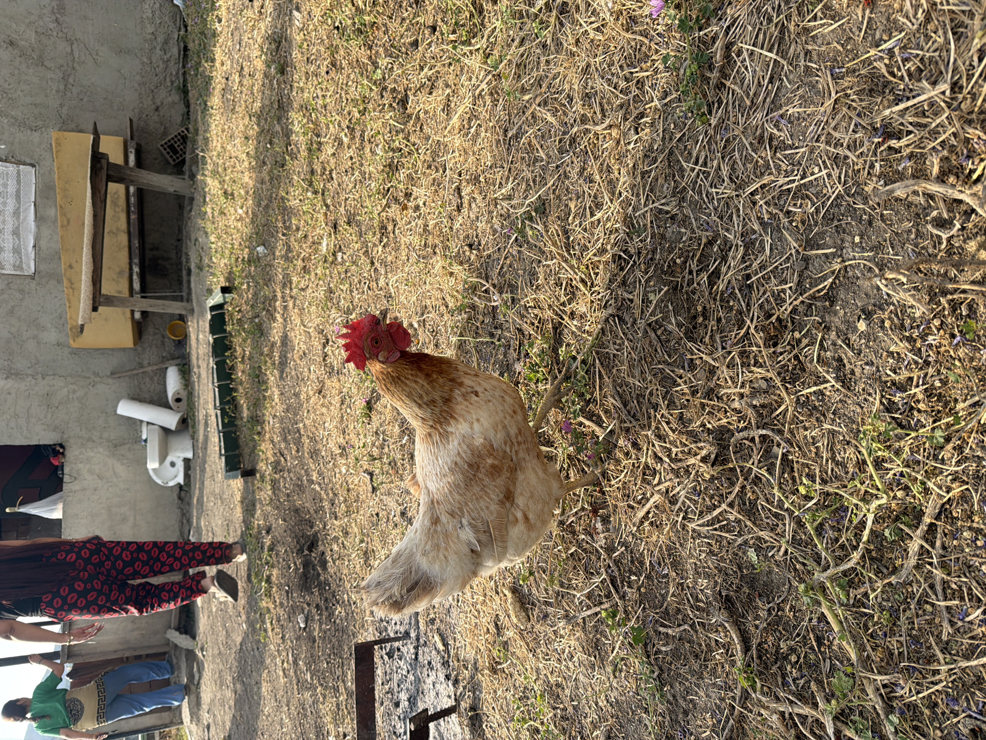 A hen with light brown and white feathers is standing in dry grass and dirt. The hen is facing left and looking towards the viewer. In the background, a person wearing black pants with red lips pattern and a green shirt is walking away from the viewer, and another person wearing blue pants and a green shirt is visible further back. There are some plumbing fixtures, including a toilet and a roll of toilet paper, next to a building. A wooden bench is also visible against the building. The ground is covered in dry straw and sparse green vegetation. The scene appears to be an outdoor area in Köhnə Quşçu, Azerbaijan, likely a rural or semi-rural setting.