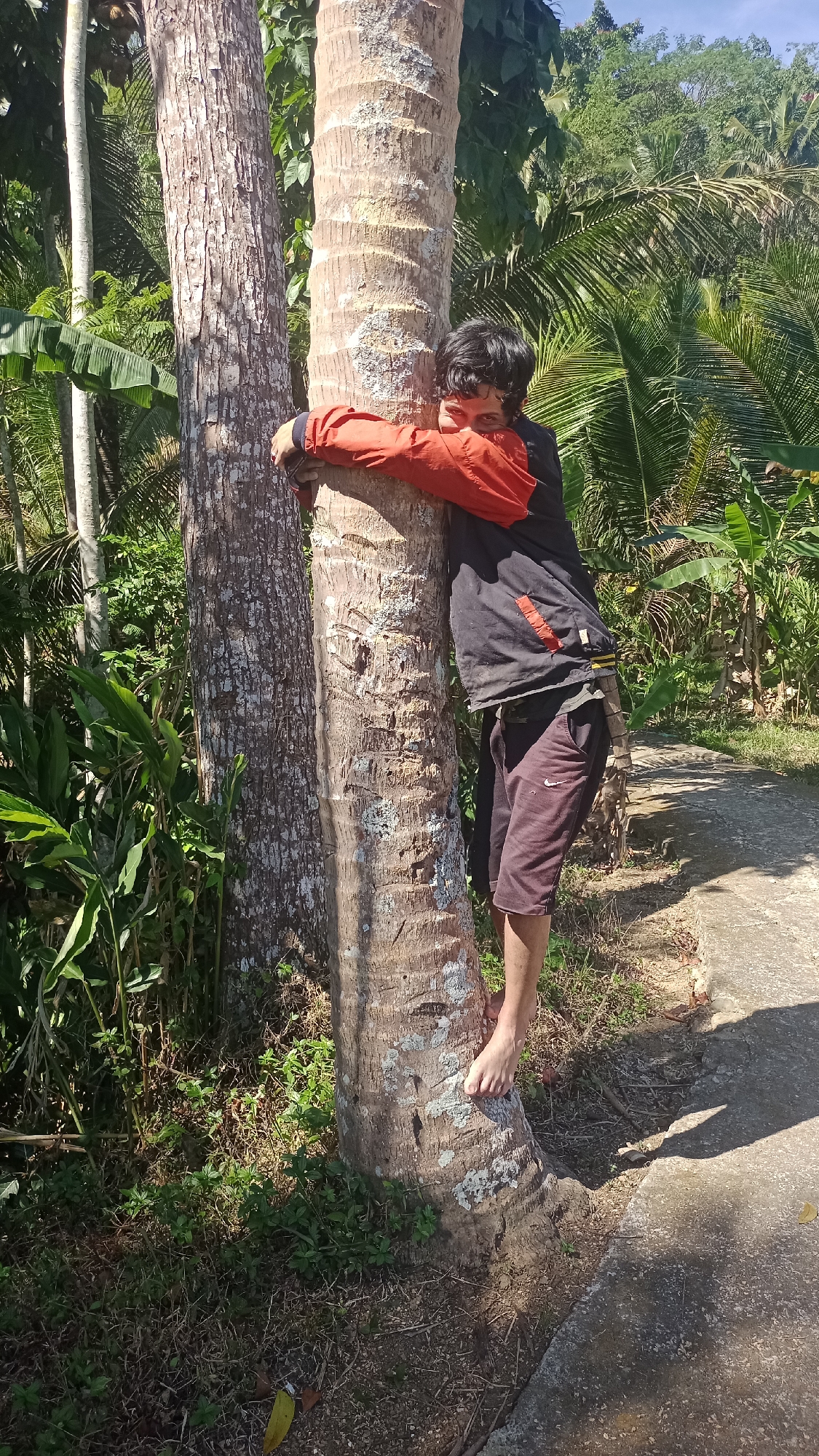 A young person with dark hair is hugging a palm tree, with their face partially obscured by their arm and orange jacket sleeve. They are wearing a black jacket with an orange stripe on the sleeve and dark, patterned shorts. Their left foot is hooked around the tree trunk, and their right foot is not visible. The person is positioned between two tree trunks, the one they are hugging being larger and rougher in texture, with lighter colored markings.
The scene is outdoors, with lush green foliage and palm fronds in the background, suggesting a tropical or sub-tropical environment. A paved path is visible to the right of the trees, casting a shadow. The sunlight indicates it is daytime. The location is specified as Desa Burujul Jaya, Indonesia. The overall impression is one of playful interaction with nature in a rural Indonesian setting.