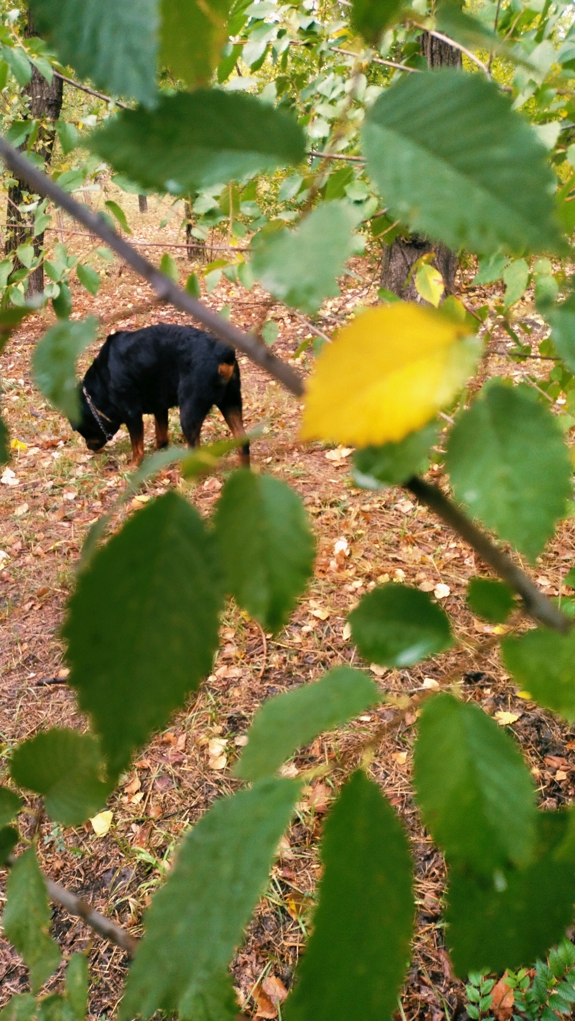 In Horishni Plavni, Ukraine, a black Rottweiler dog with tan markings on its legs and chest is sniffing the ground in a wooded area. The dog is wearing a chain collar. The ground is covered with fallen leaves and grass, suggesting it is autumn. The scene is framed by out-of-focus green leaves and a single bright yellow leaf in the foreground. Trees and foliage are visible in the background.