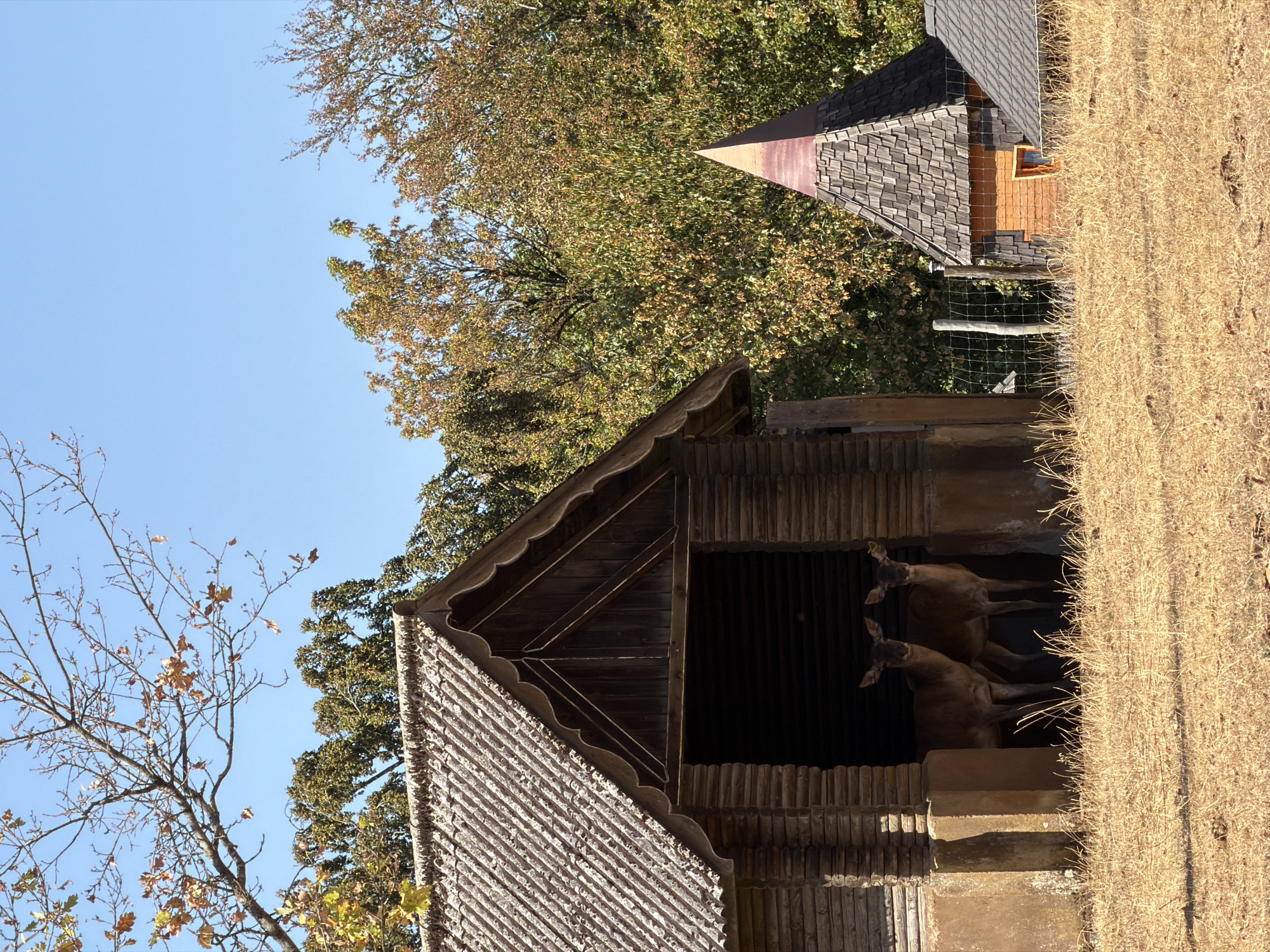 The image depicts a rustic scene with two deer standing within the open entrance of a wooden structure. The structure has a corrugated roof and is built with horizontal logs. To the right of the wooden structure, there is a smaller, cone-shaped building with a shingled roof. The ground is covered in dry, golden grass, suggesting an arid environment. Behind the buildings, lush green and autumnal trees are visible, with a clear blue sky above. The presence of the deer and the rustic architecture suggest a rural or park-like setting, possibly within a zoological garden or wildlife preserve. While the image does not explicitly state its location, it captures a serene moment with the animals amidst natural and man-made elements.
