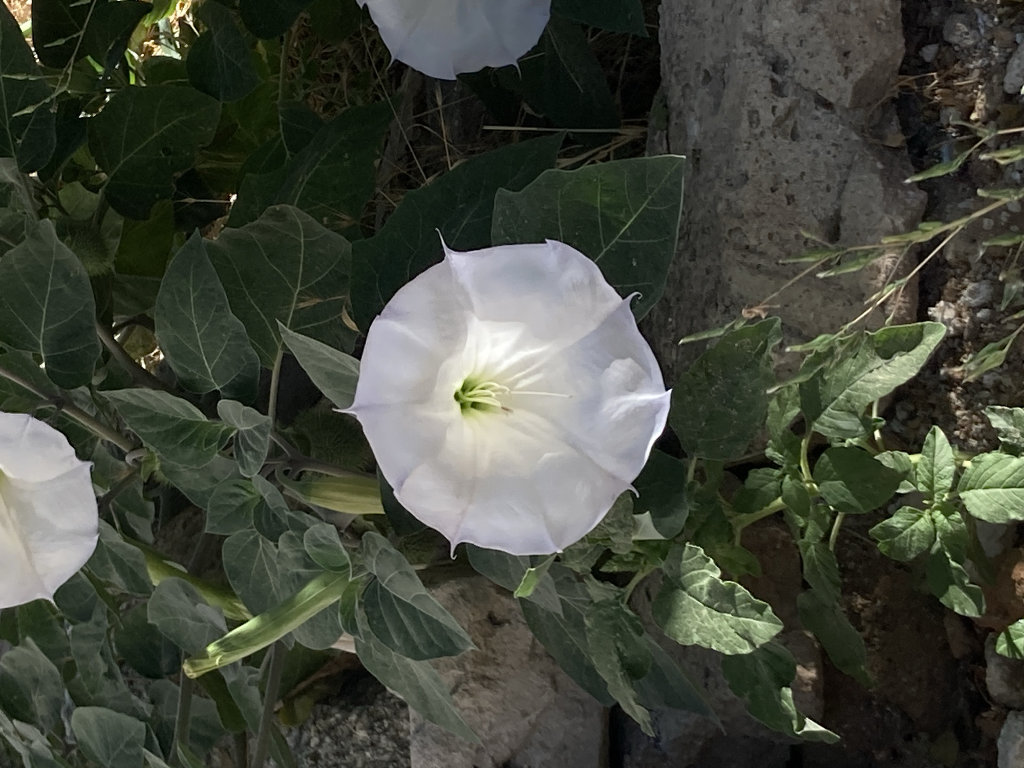 This is a close-up, eye-level, vertical, medium shot of a white Datura flower in bloom, centered in the frame. The flower is funnel-shaped with five prominent points at its opening, revealing a green stamen and pistil within. The petals are delicate and slightly translucent, with visible veins. The flower is surrounded by large, dark green, textured leaves with prominent venation. To the left of the flower, a closed green bud is visible. The background consists of large, rough, gray stones and dry, brown ground with some sparse, thin green vegetation. Part of another white Datura flower is visible in the upper left corner, and a portion of a third is visible on the right side of the frame. The lighting suggests it is daytime, with sunlight casting shadows on the leaves and the ground. The scene appears to be in an outdoor, natural setting, possibly a garden or a wild area, consistent with the natural habitat of Datura plants. The location is identified as Avanos İlçe Merkezi, Turkey.