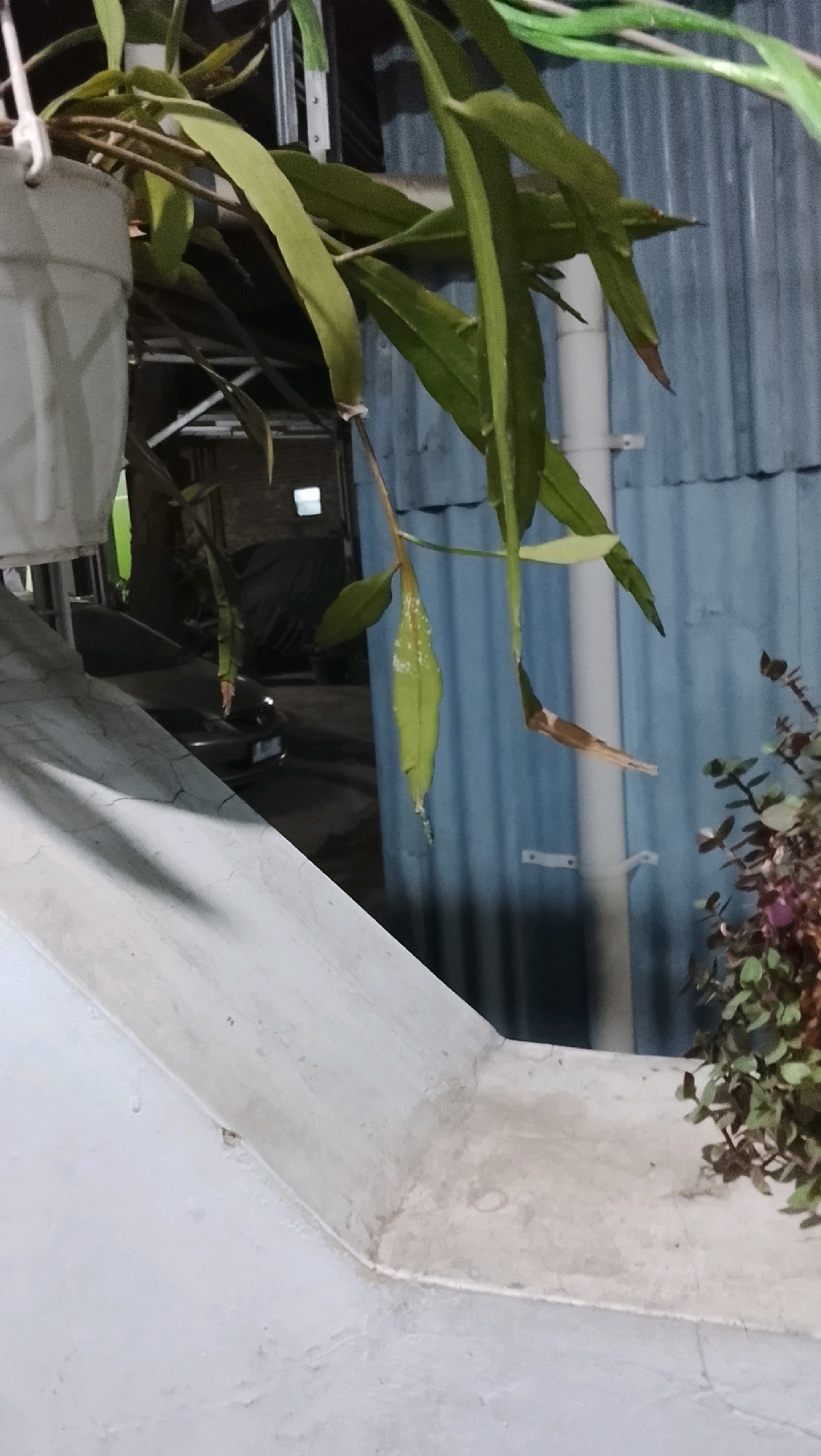 A potted plant with long, green leaves hangs over a light-colored ledge. The background consists of a blue corrugated metal wall and a dark, blurry area that appears to be a street with a car. A small, light-colored window is visible in the distance. The overall impression is that of an outdoor setting at night.