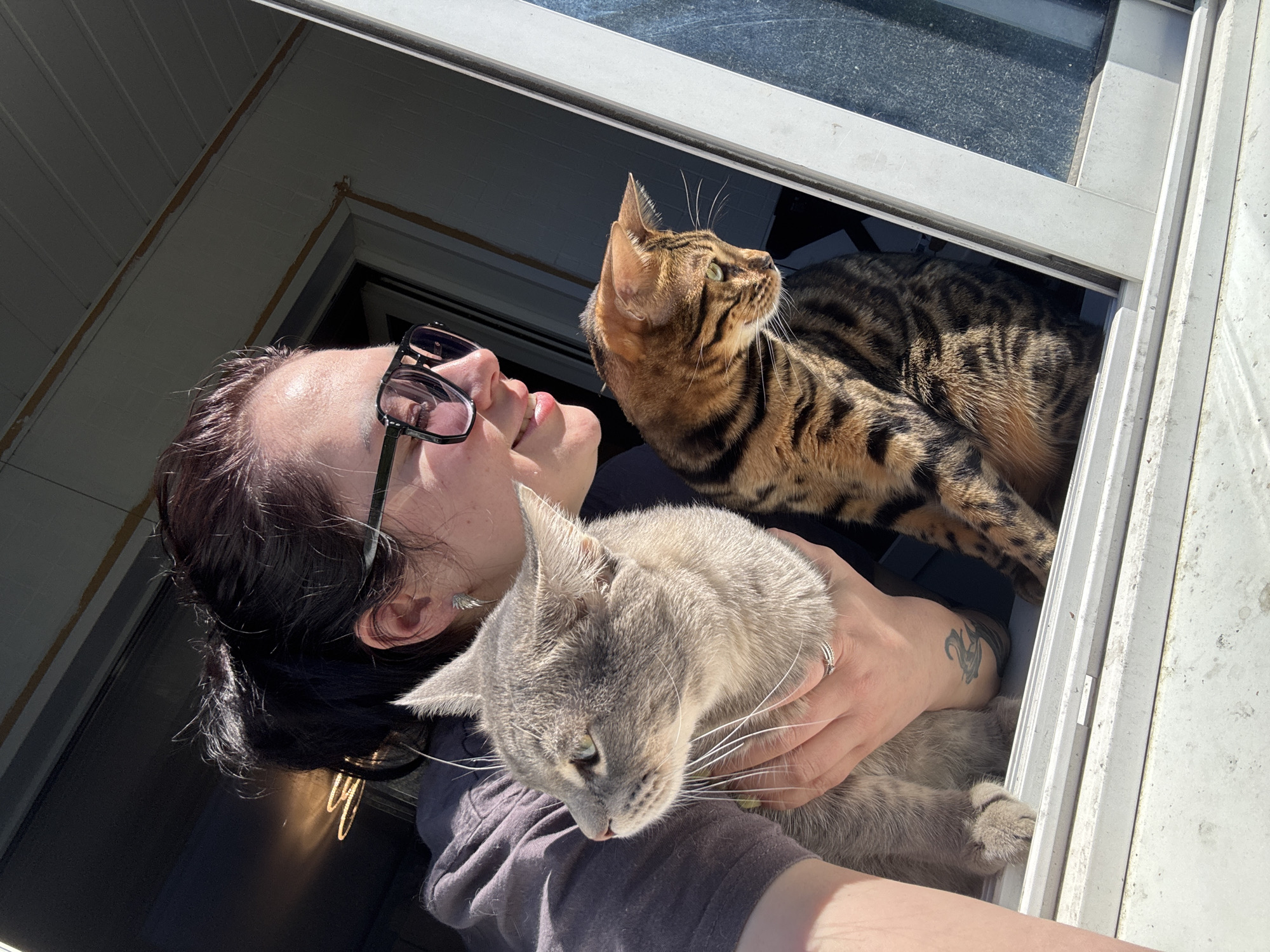 A low-angle, full-shot captures a person holding a grey tabby cat while a Bengal cat perches in a window. The person, wearing dark glasses and a dark shirt, looks up and to the right, their mouth slightly open. The grey tabby cat is cradled in the person's arms, its head near the bottom of the frame. Above them, the Bengal cat sits within a white-framed window, looking upwards and to the right. The window frame is weathered and shows signs of wear. The location appears to be outdoors, with sunlight illuminating the scene.
